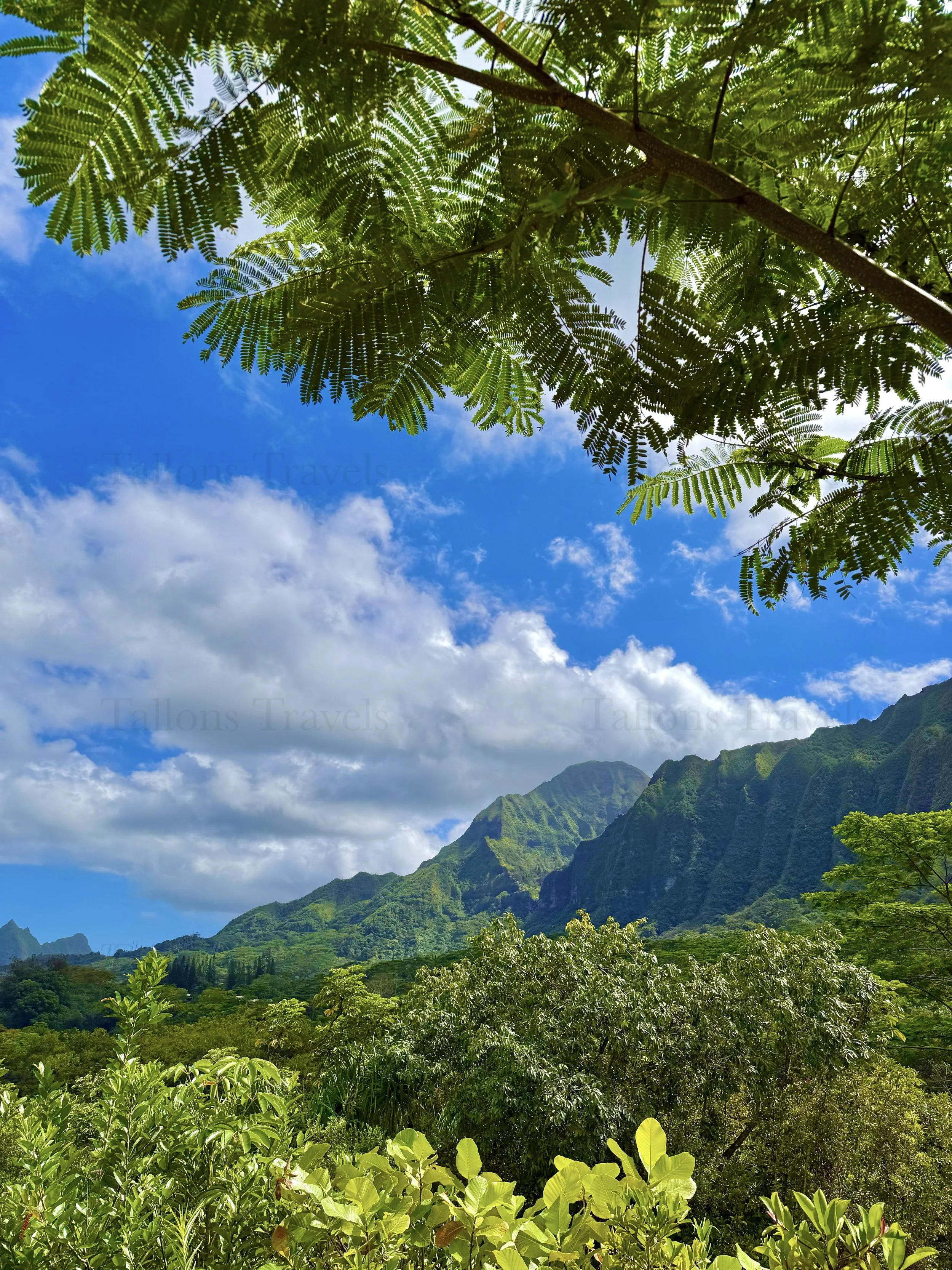 eZy Watermark_23-01-2026_10-19-29-2760PM.jpg