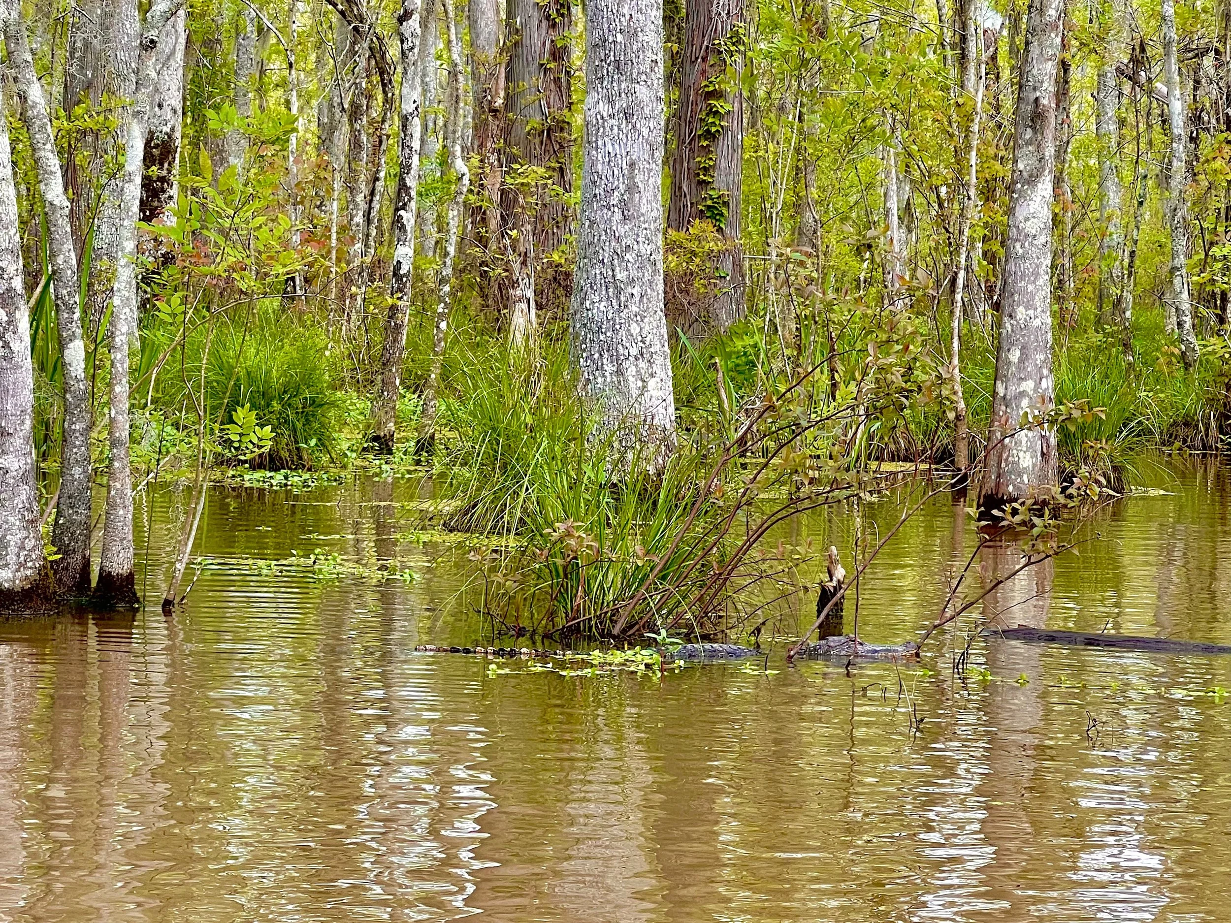 eZy Watermark_23-01-2026_09-25-36-1610PM.jpg