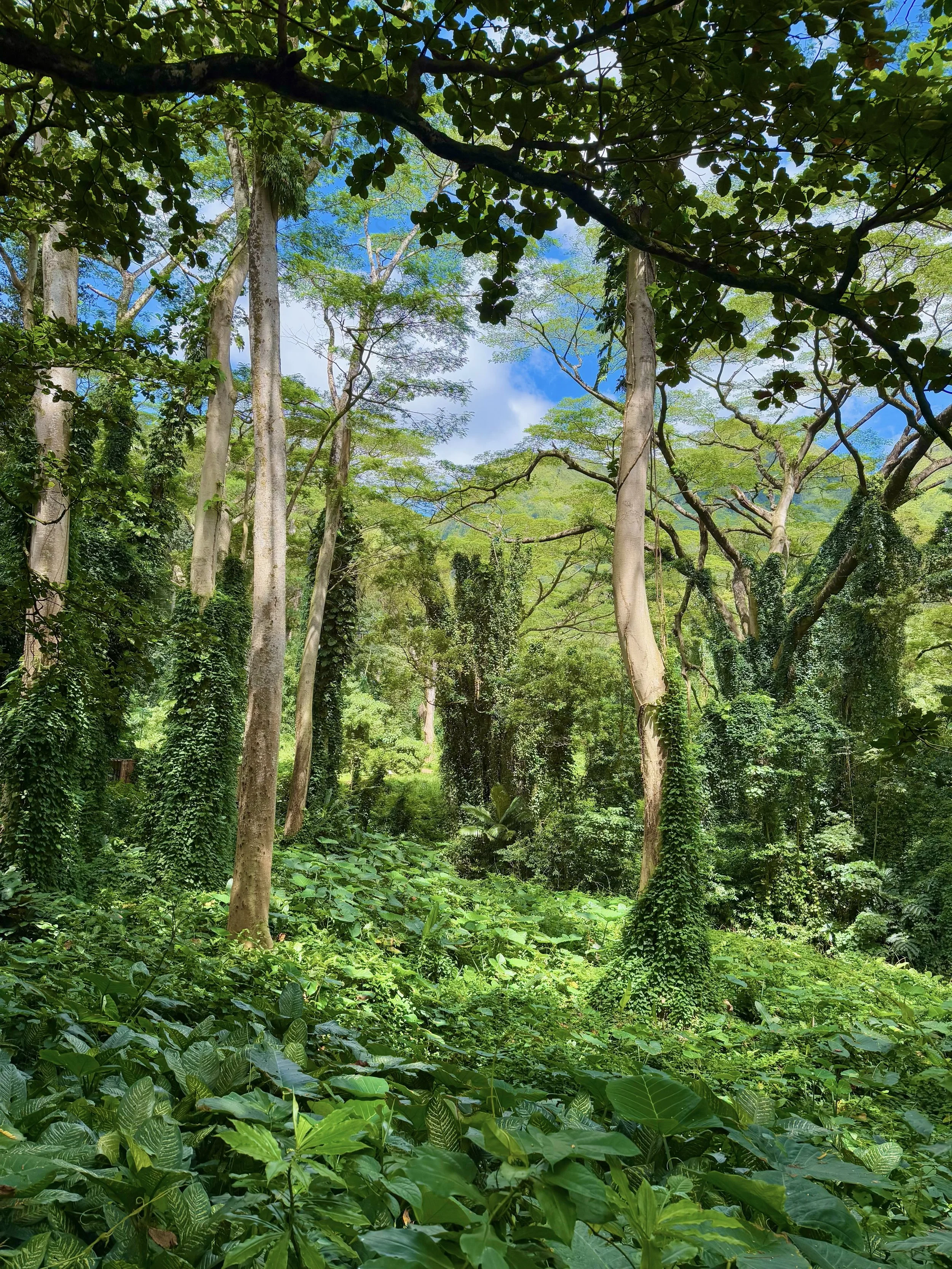 eZy Watermark_23-01-2026_10-20-34-5750PM.jpg