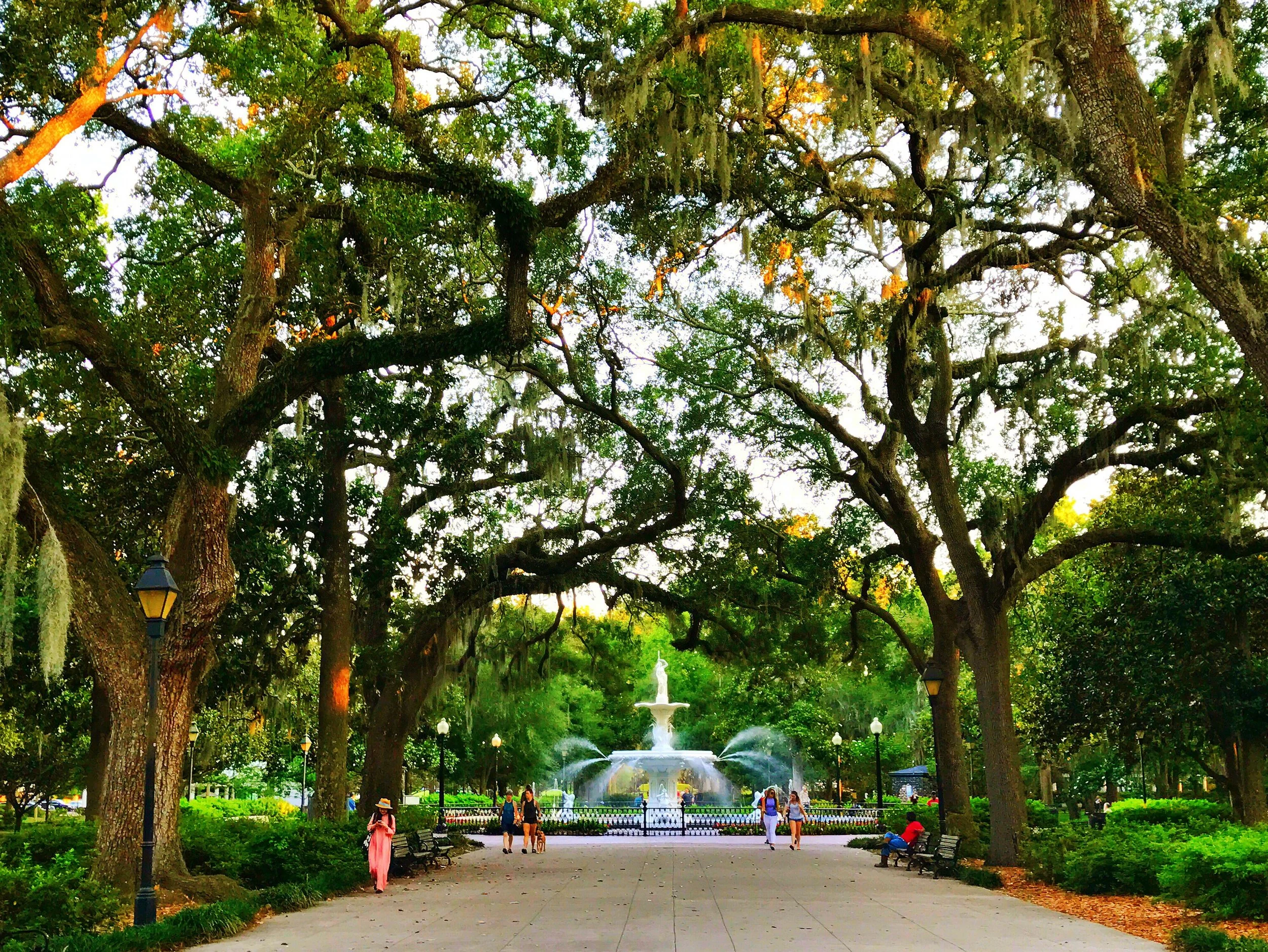 Forsyth park in Savannah with majestic oak trees forming a canopy over a pathway leading to a famous fountain.