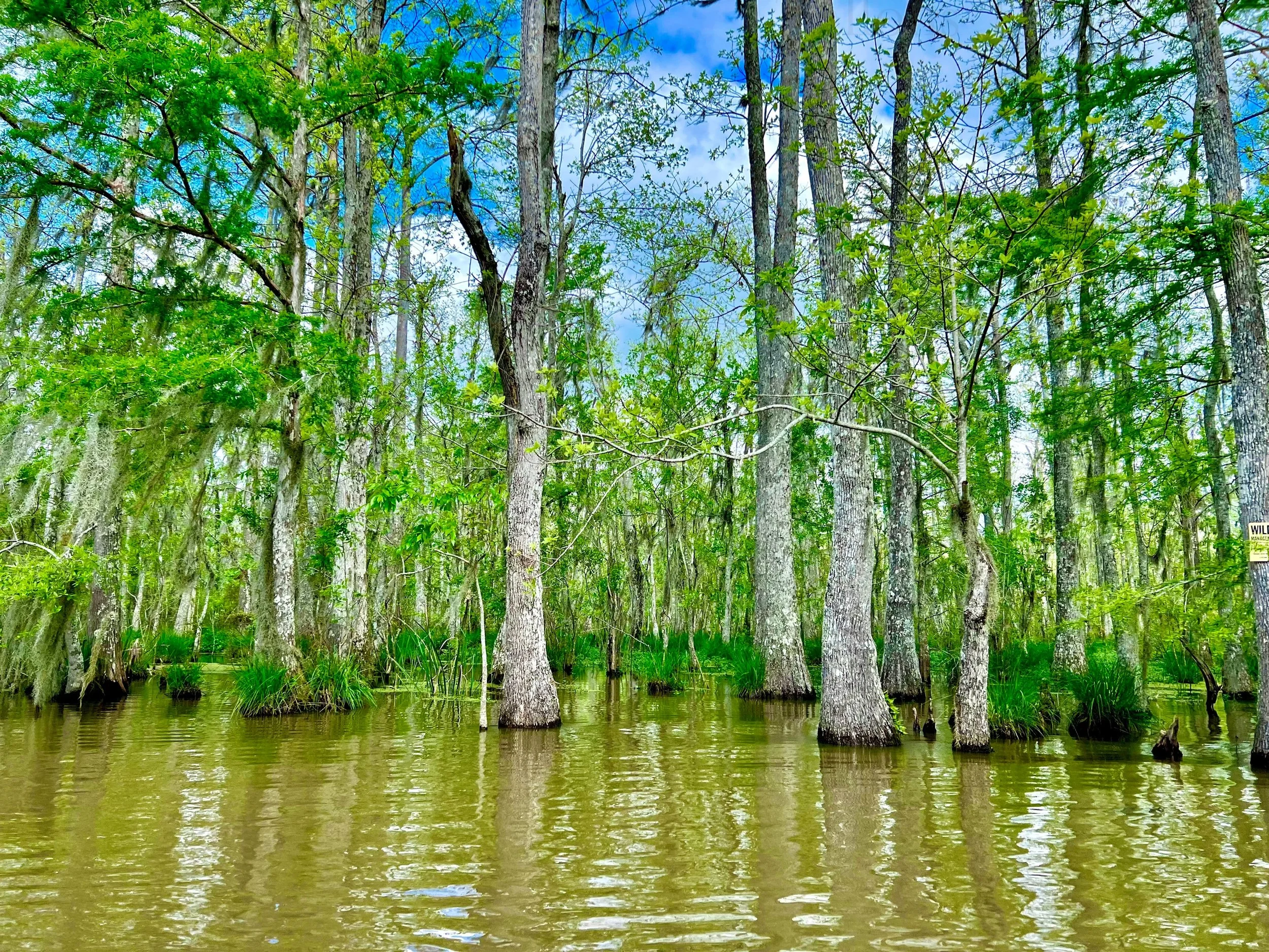 eZy Watermark_23-01-2026_09-25-43-5890PM.jpg