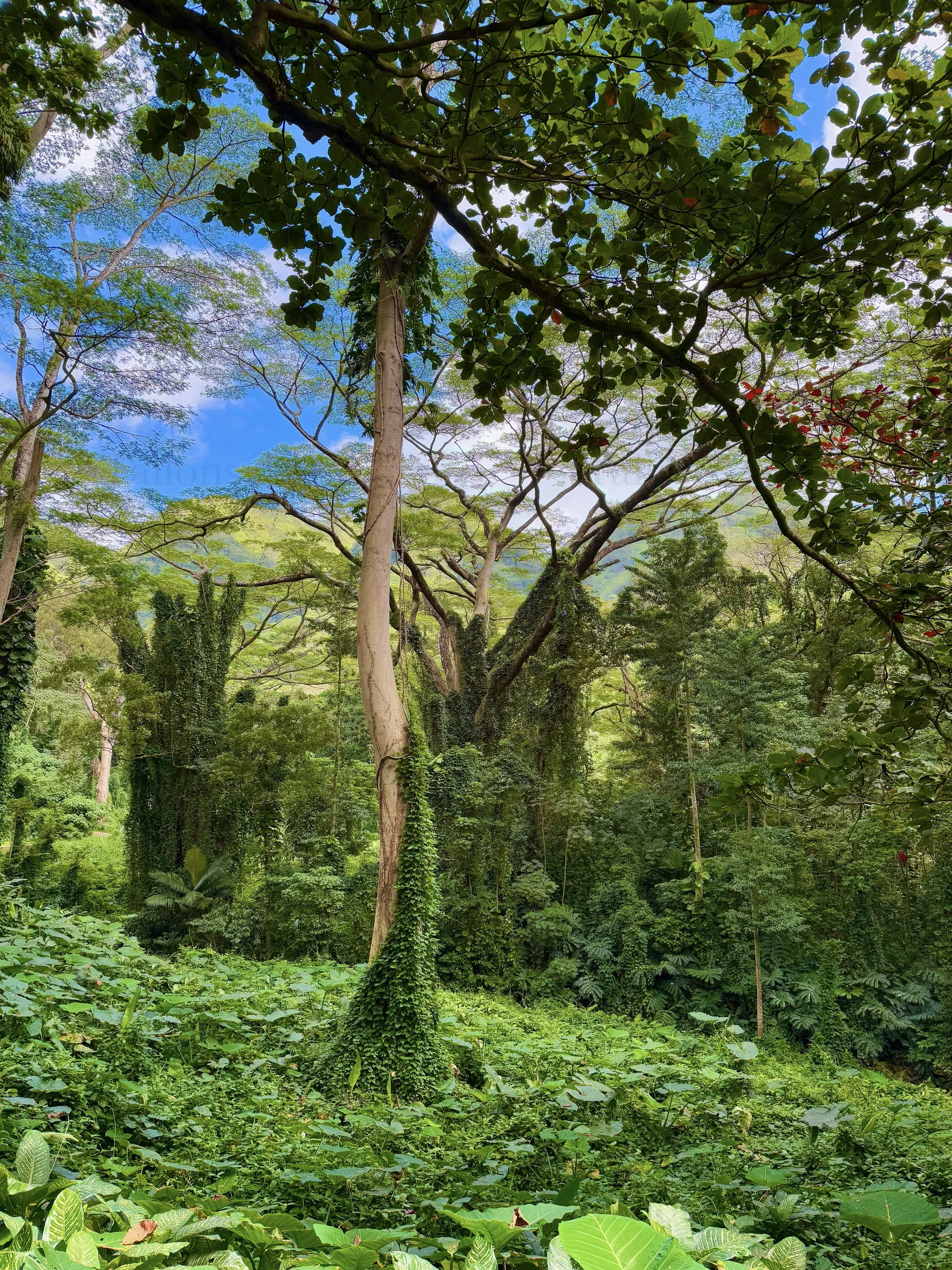 eZy Watermark_23-01-2026_10-20-21-3370PM.jpg