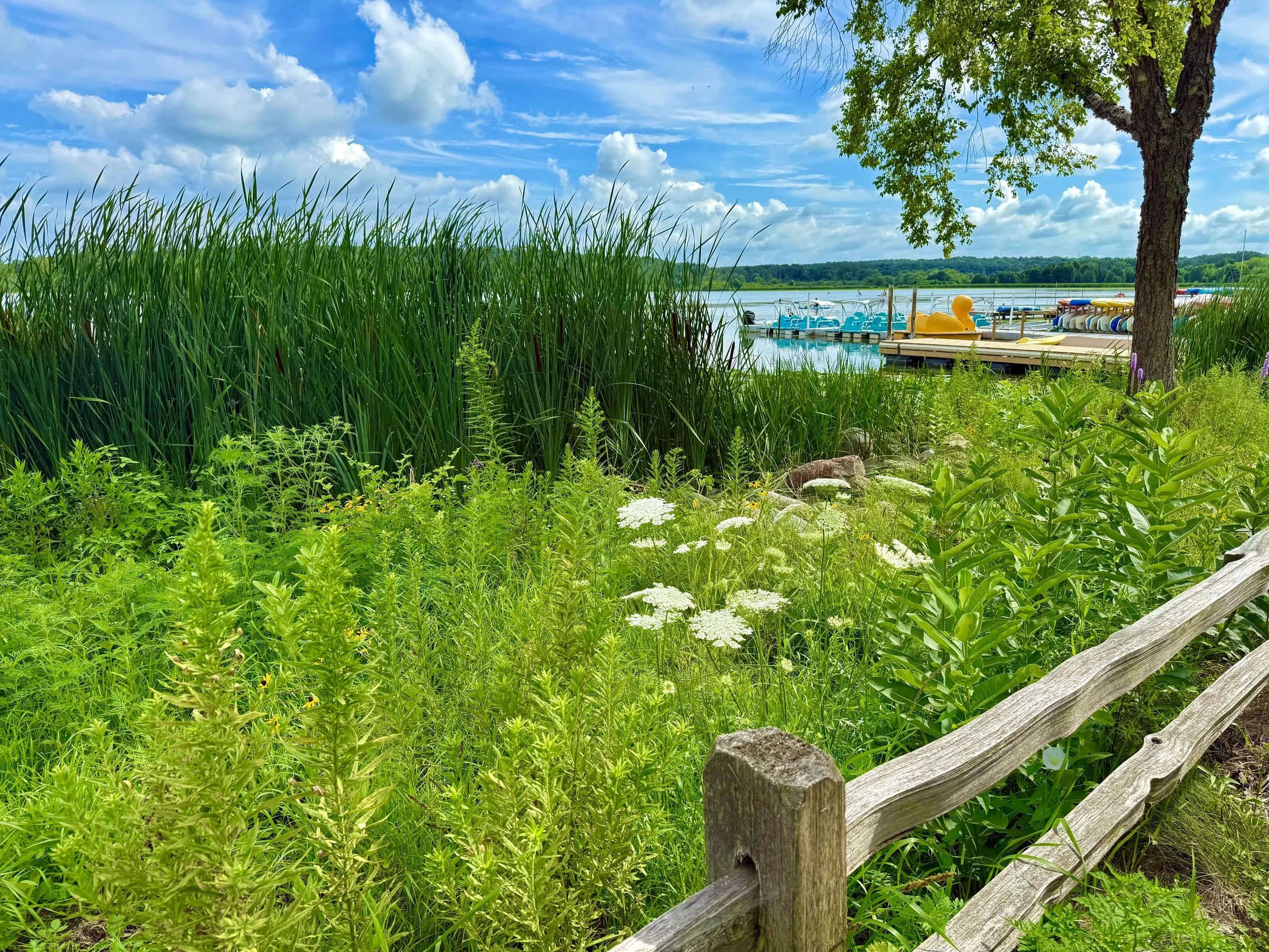 A lush lakeside scene in Madison Wisconsin during a perfect summer day.
