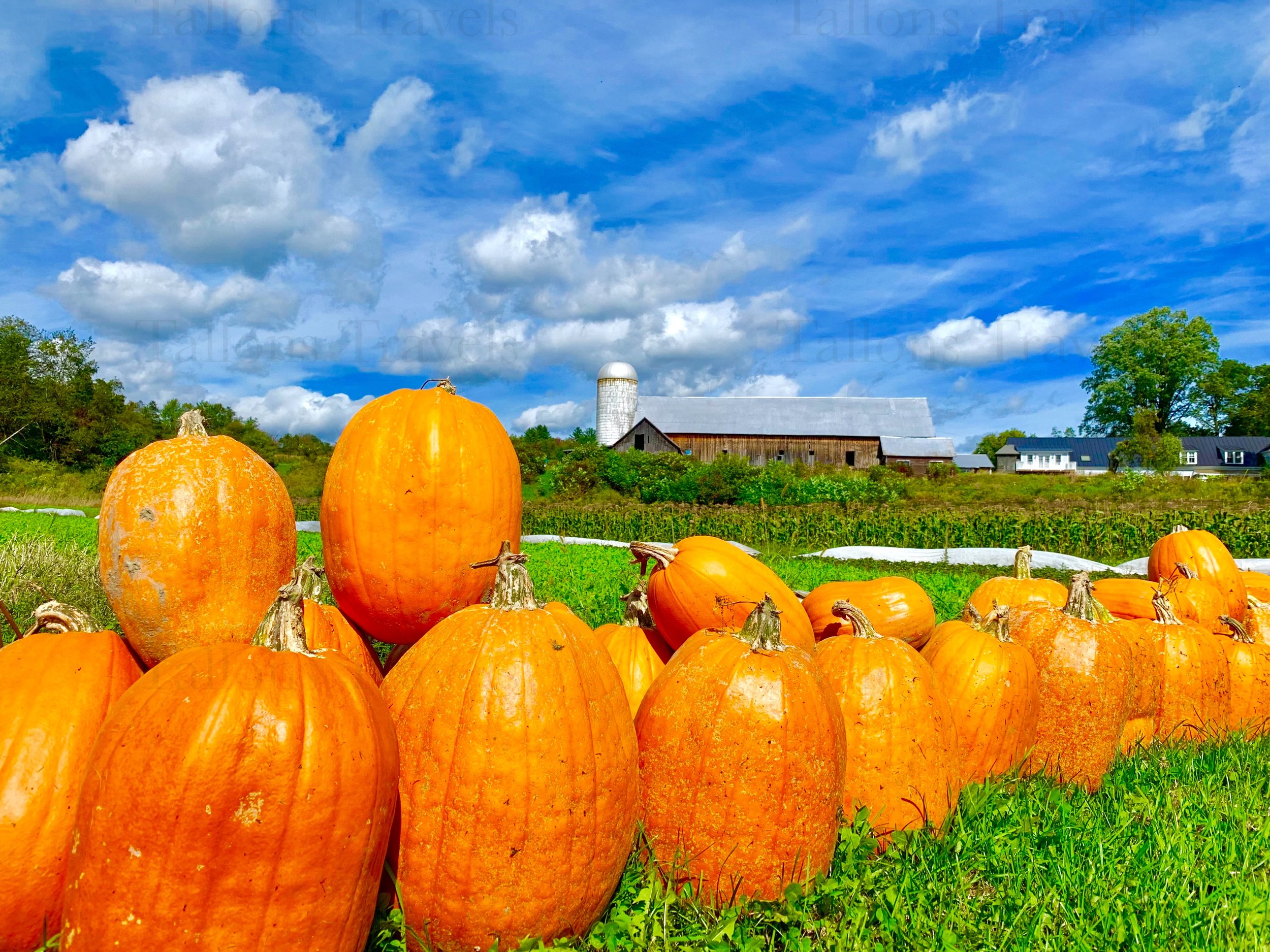 eZy Watermark_27-01-2026_09-59-23-0720PM.jpg