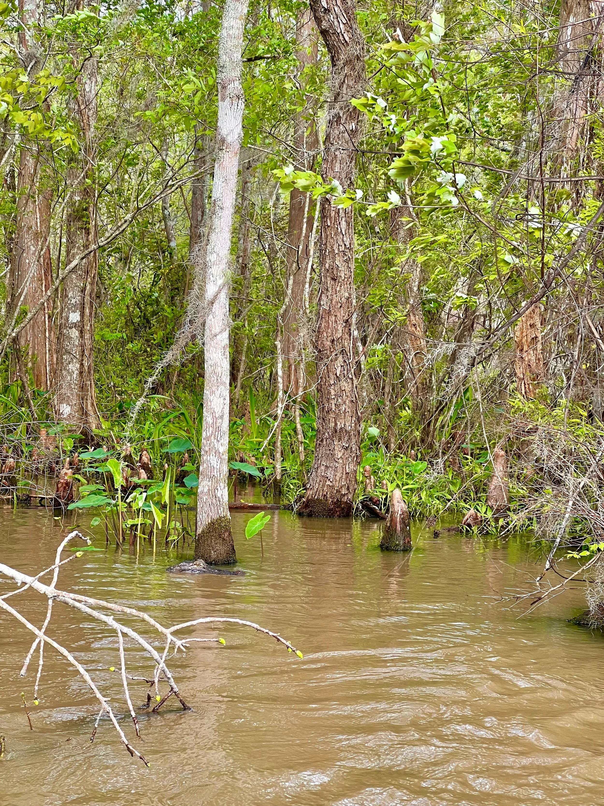 eZy Watermark_23-01-2026_09-25-34-5570PM.jpg