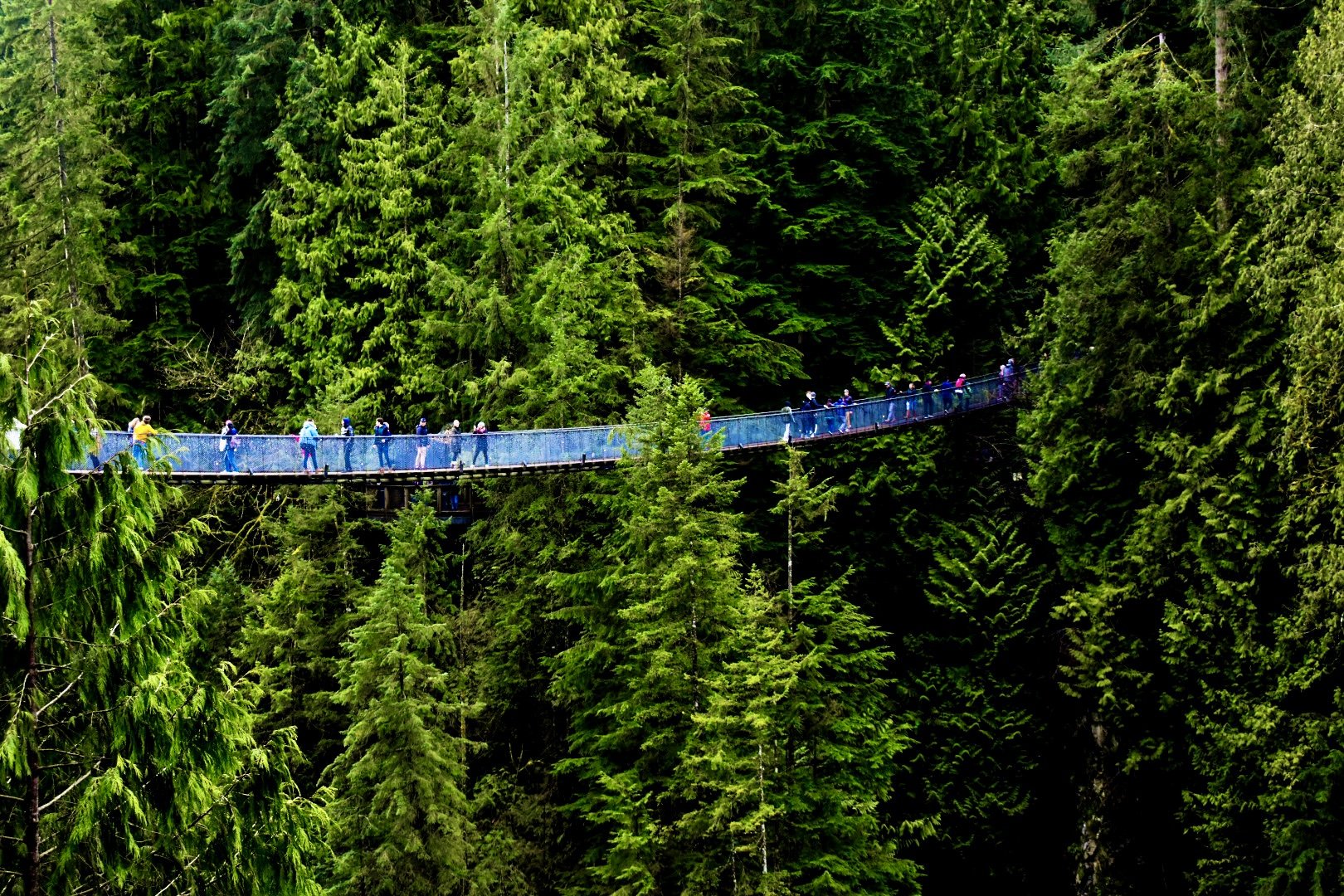 The Capilano suspension bridge crossing through a dense green forest of tall trees.