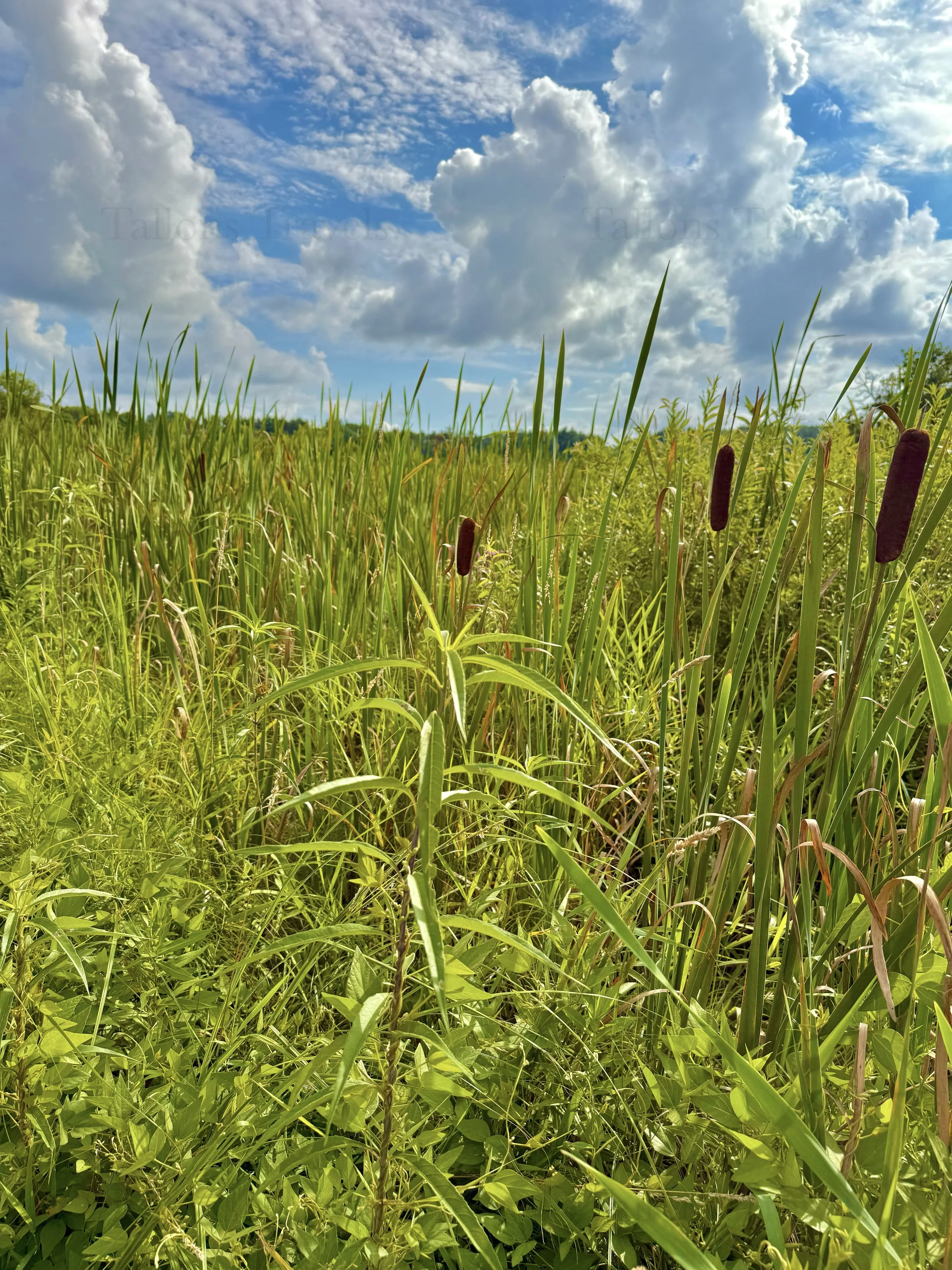 eZy Watermark_23-01-2026_10-38-56-4580PM.jpg