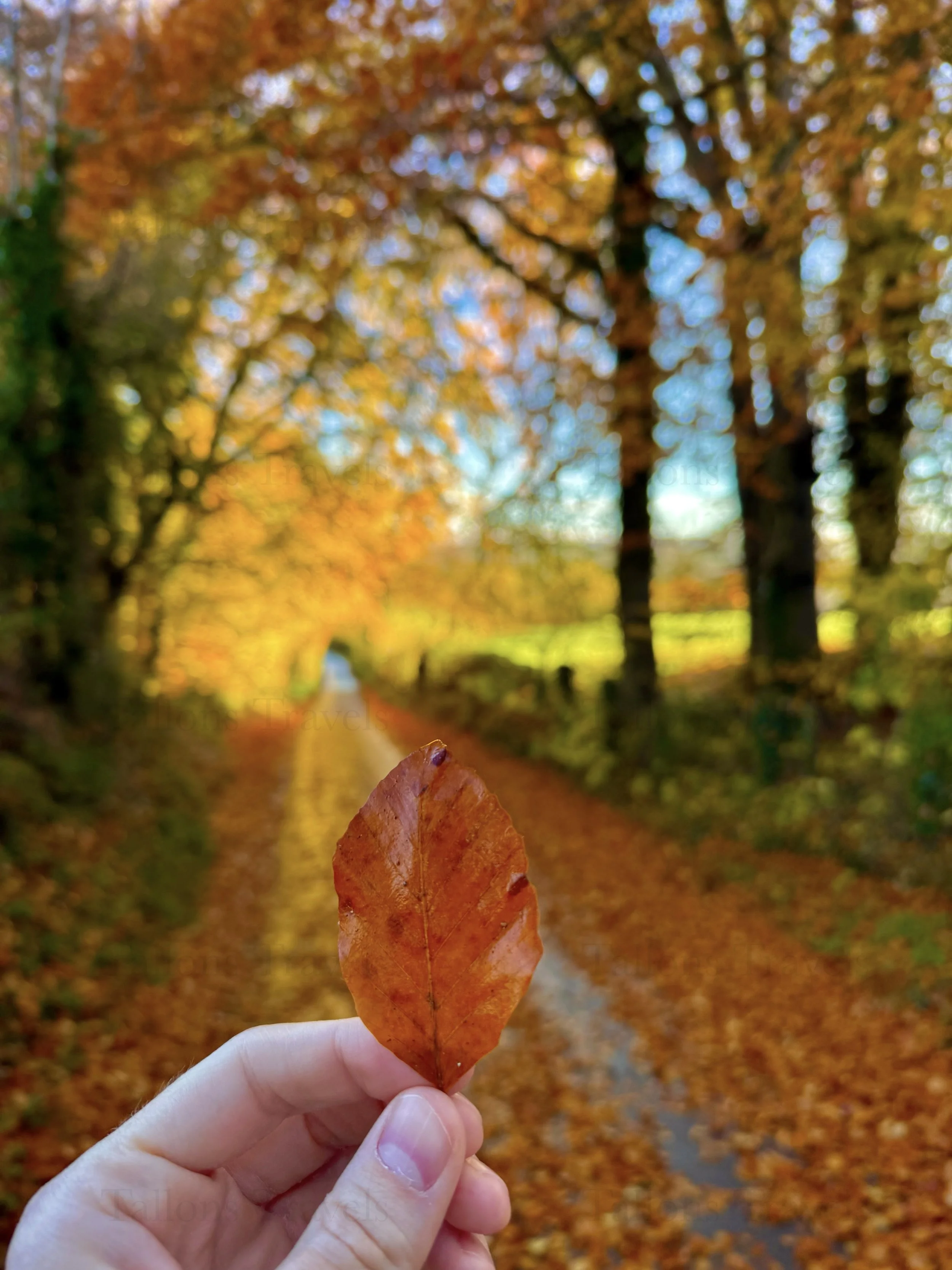 eZy Watermark_23-01-2026_11-26-47-4550AM.jpeg