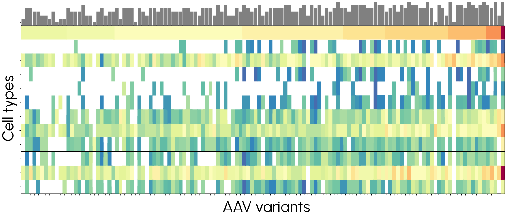 Heatmap reporting on the fitness of AAV variants across cell types.