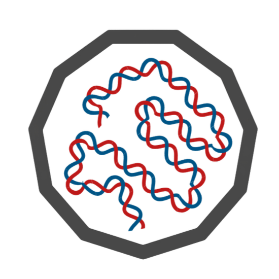 A digital illustration of a large viral vector.