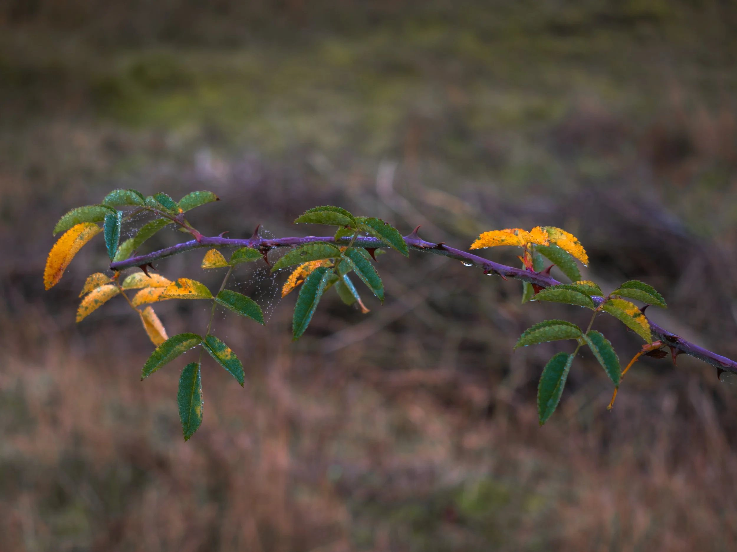 THORNS.jpg