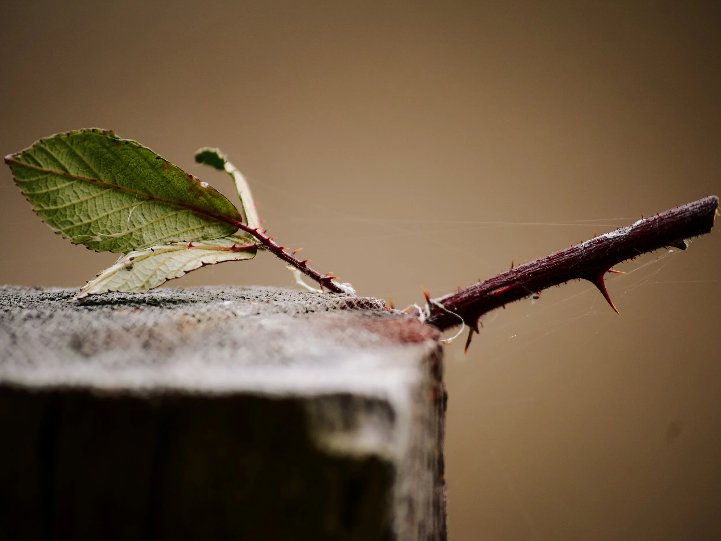 DELICATE BALANCE.jpg