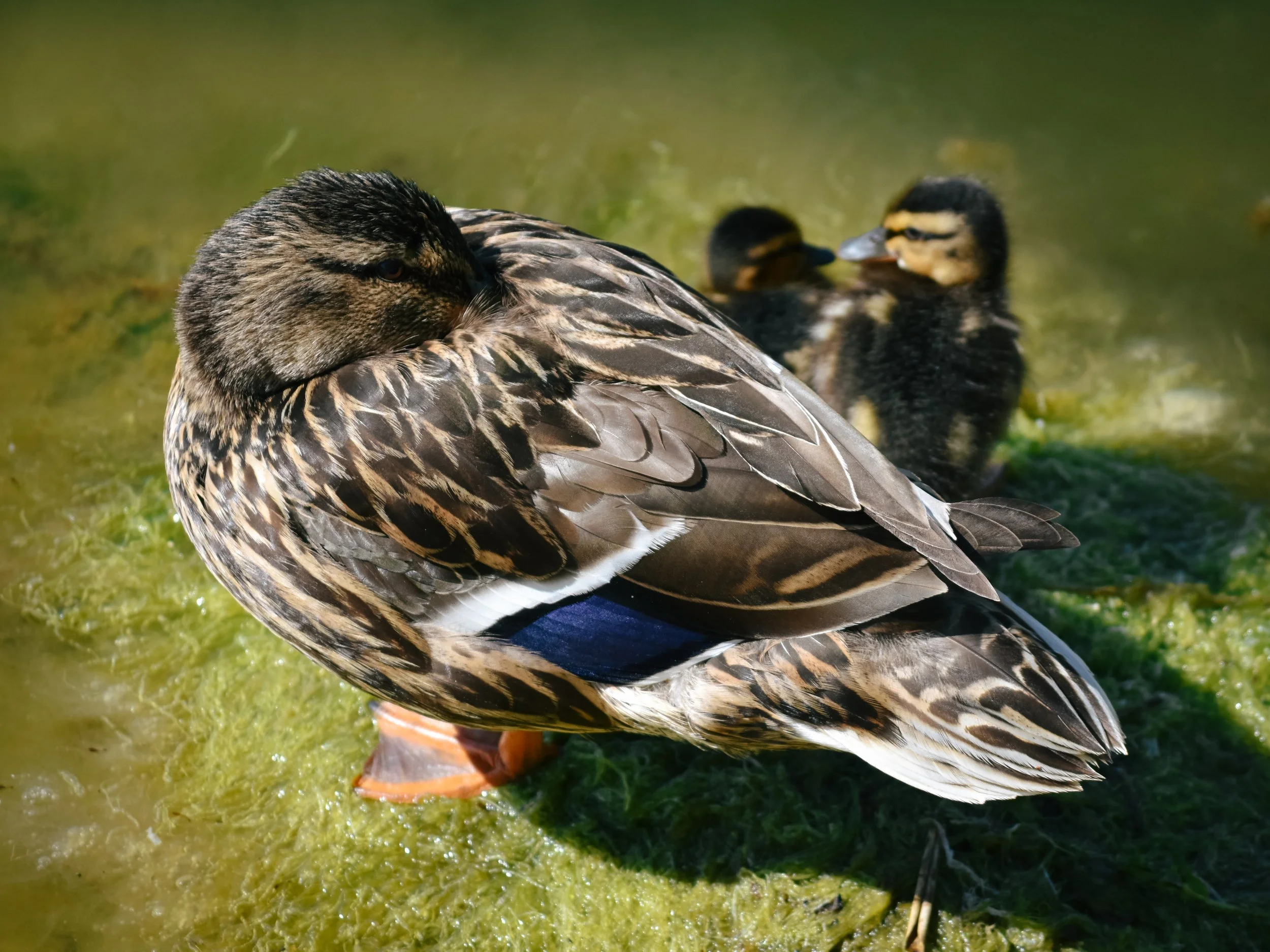 SHHH MUMS ASLEEP.jpg