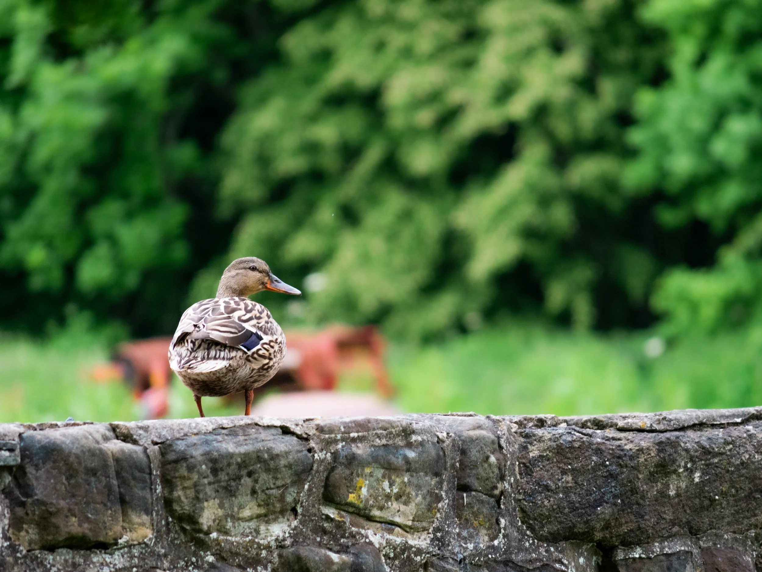 ANOTHER DUCK ON THE WALL.jpg