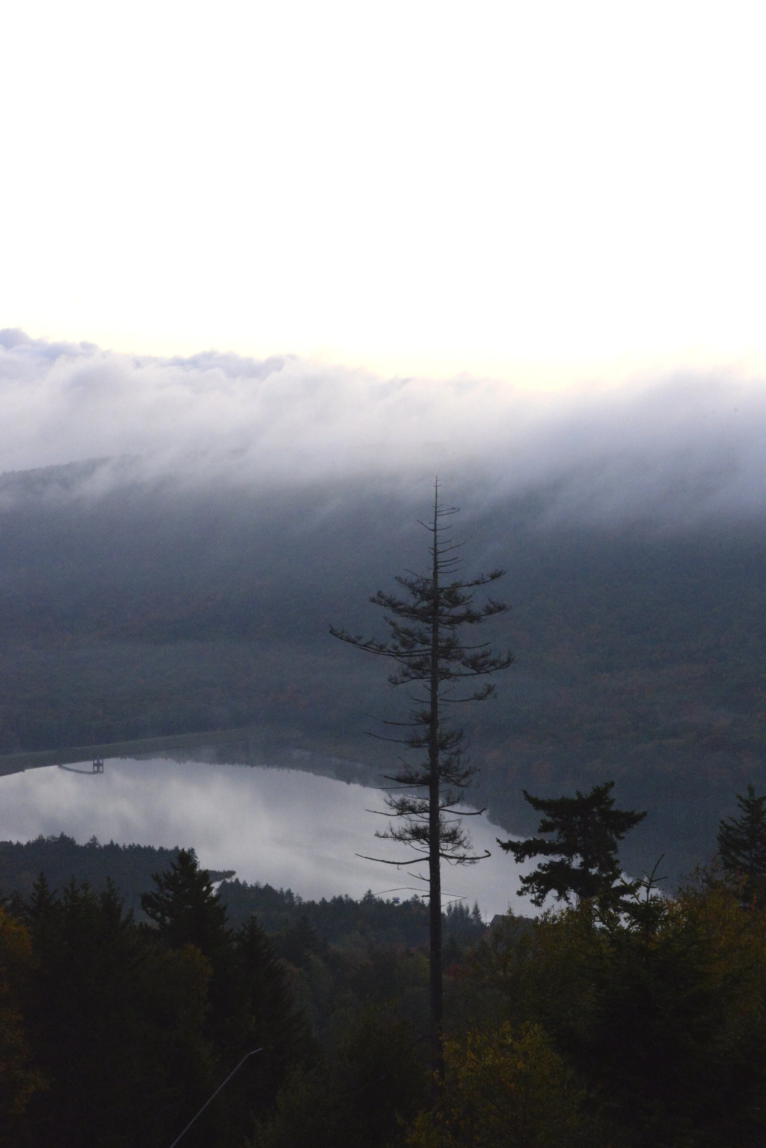 A lone tall, slender tree stands in the foreground with a mountain lake, reflecting the cloudy sky, in the background.