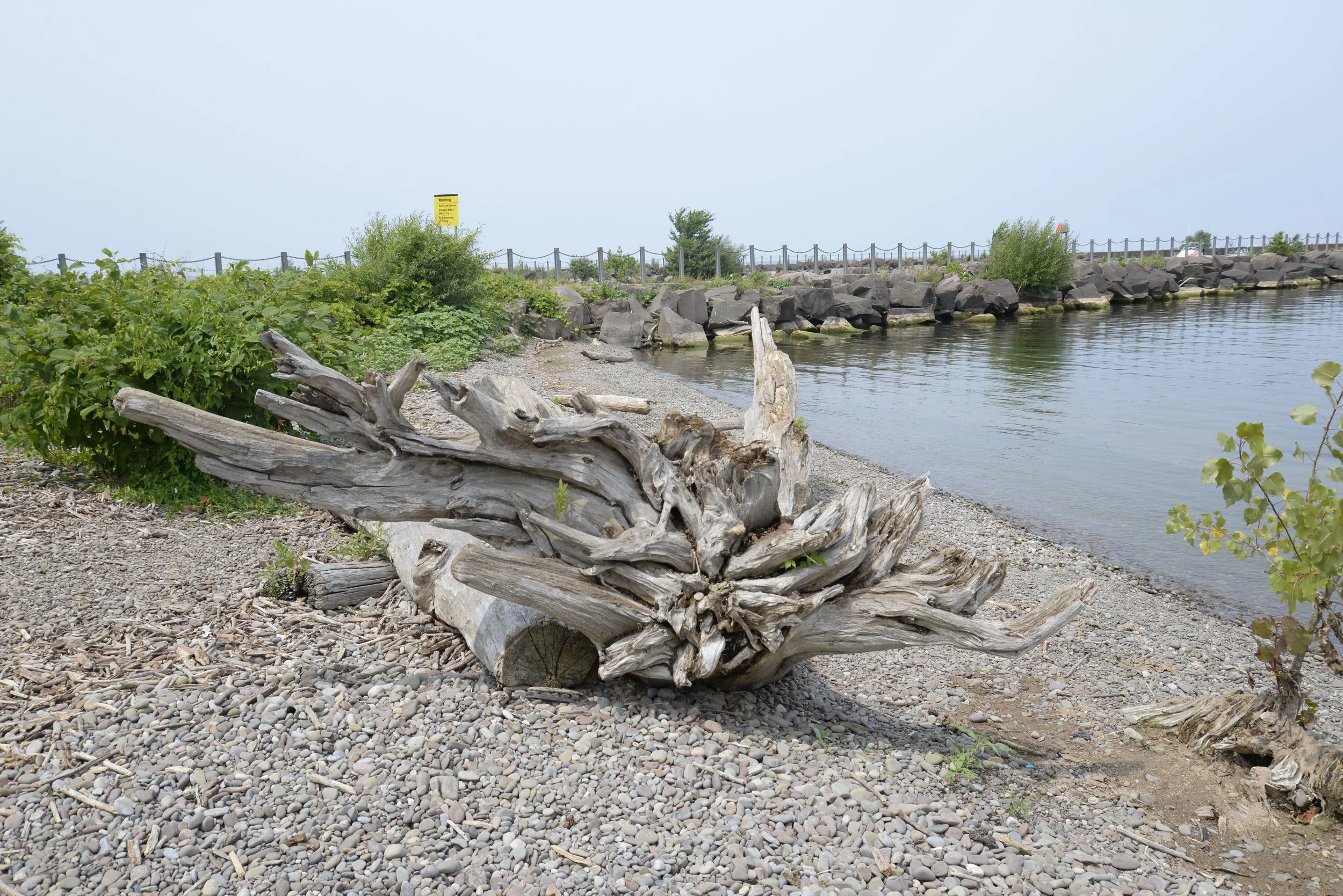 A weathered piece of driftwood on a pebble beach by a calm body of water, with green plants and a rocky shoreline in the background.