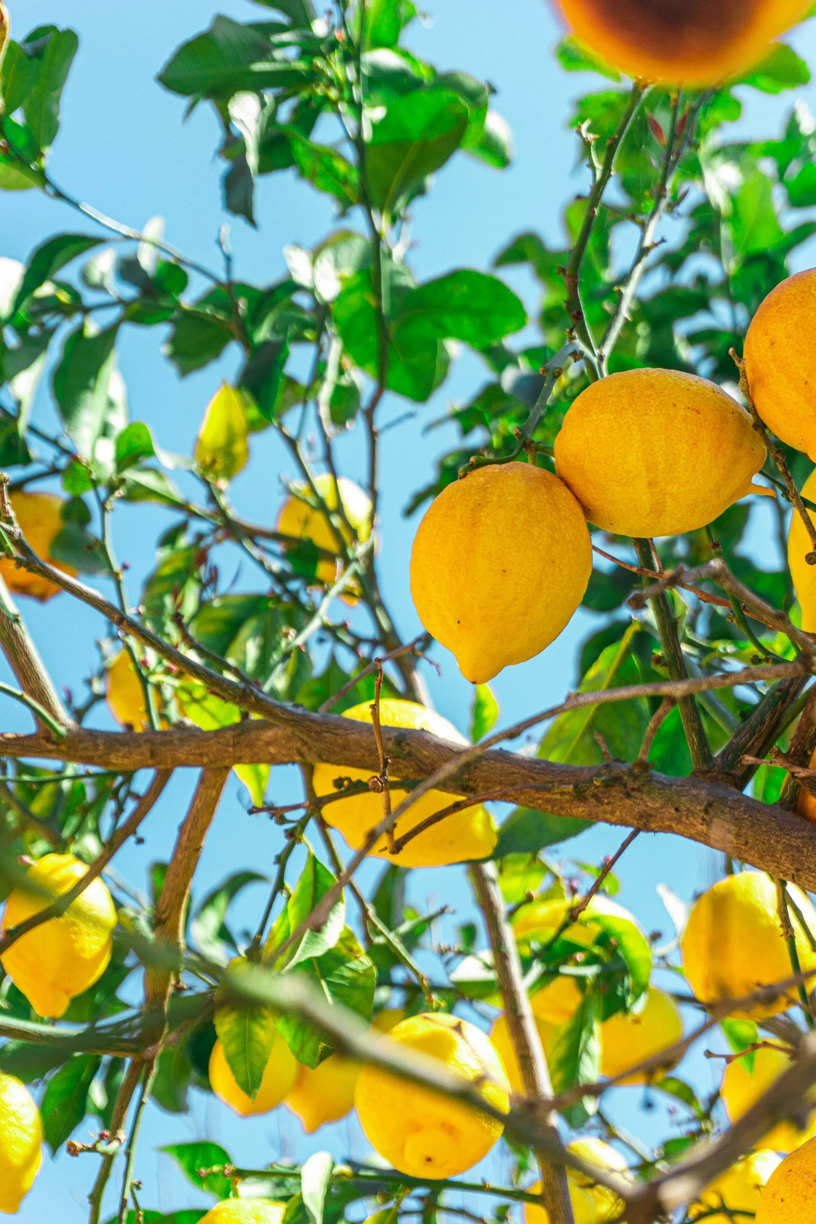 Yellow lemons growing on a lemon tree with green leaves and a blue sky background.
