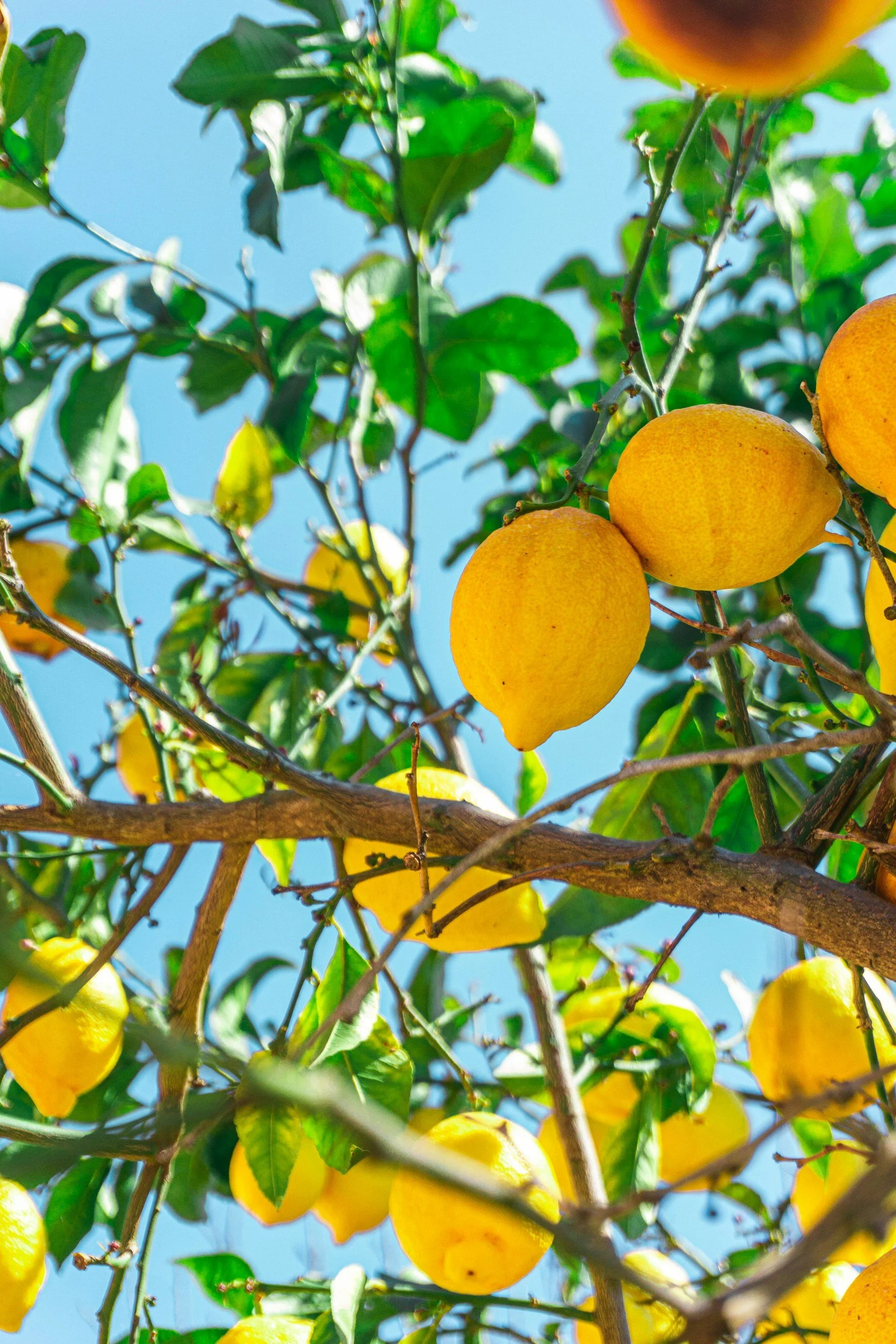 Lemon tree with ripe yellow lemons hanging from branches against a bright blue sky.