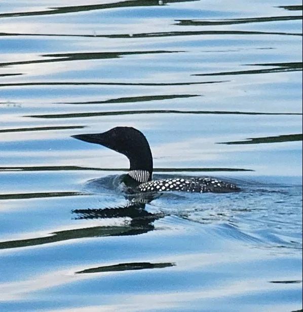 Loch Sea Duck swimming in calm water with ripples.