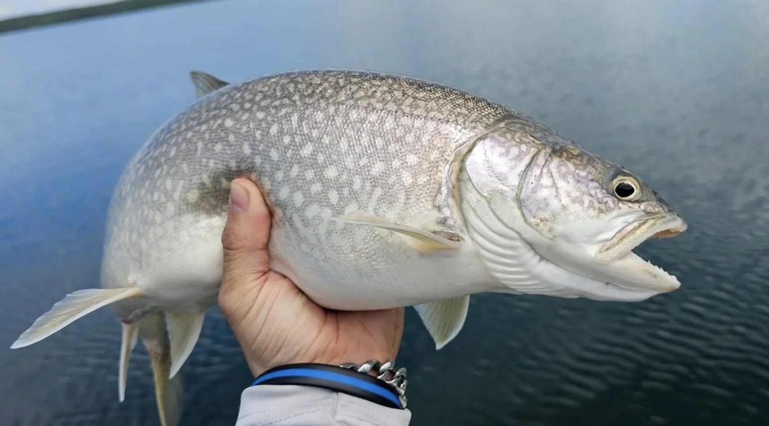 Person holding a large fish over water.