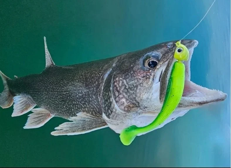 A large fish with a soft plastic crush city fishing lure in its mouth.