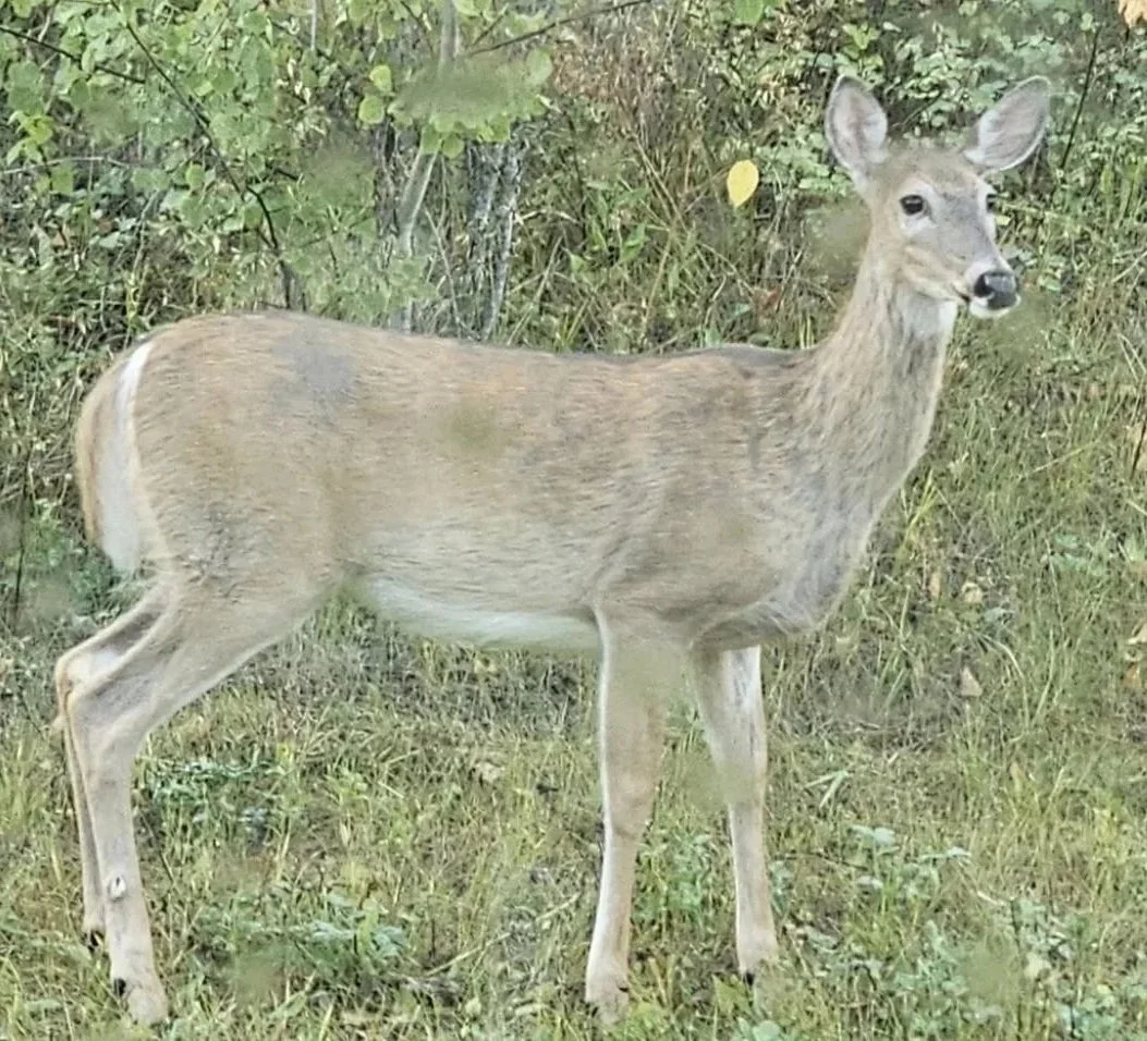 A young deer standing in a grassy, wooded area with leaves and bushes in the background.