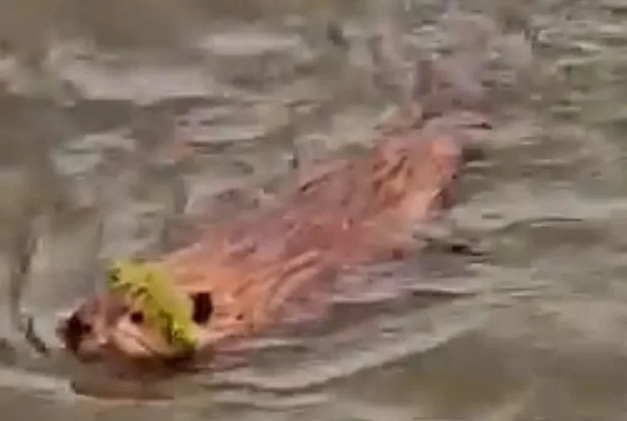 A beaver with a hat on.