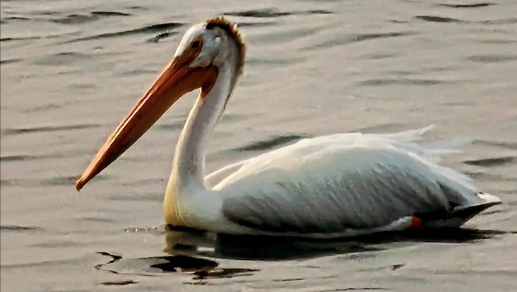 A pelican swimming in the water.