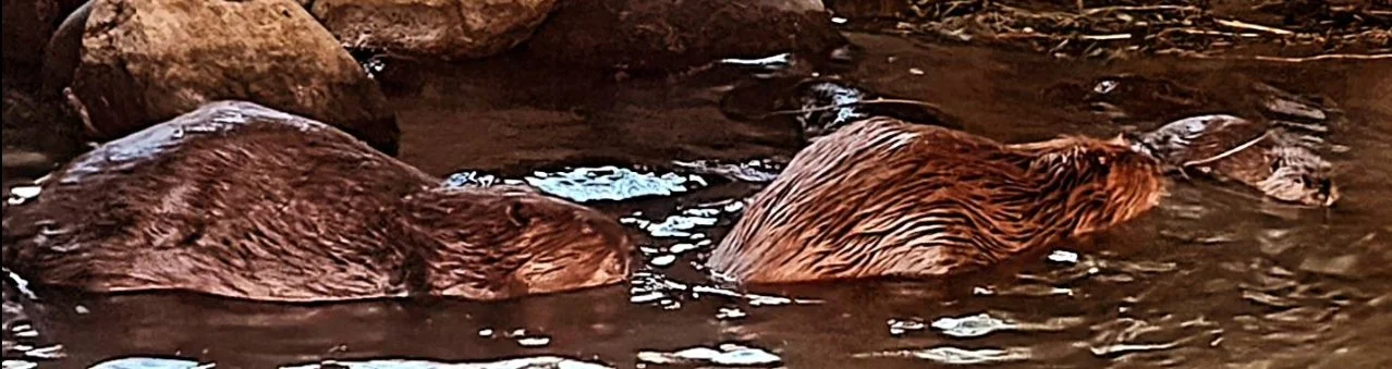 Three beavers swimming in a river with rocks in the background.