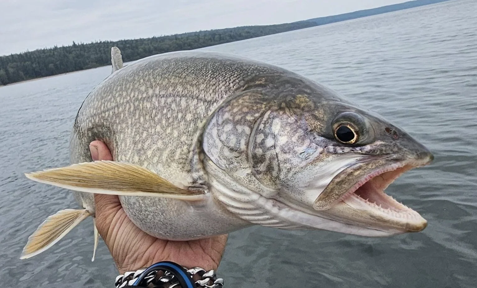 A person holding a large fish over a body of water, with a distant tree-lined shoreline on the horizon.