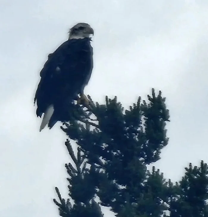 A eagle perched on top of a pine tree against a cloudy sky.