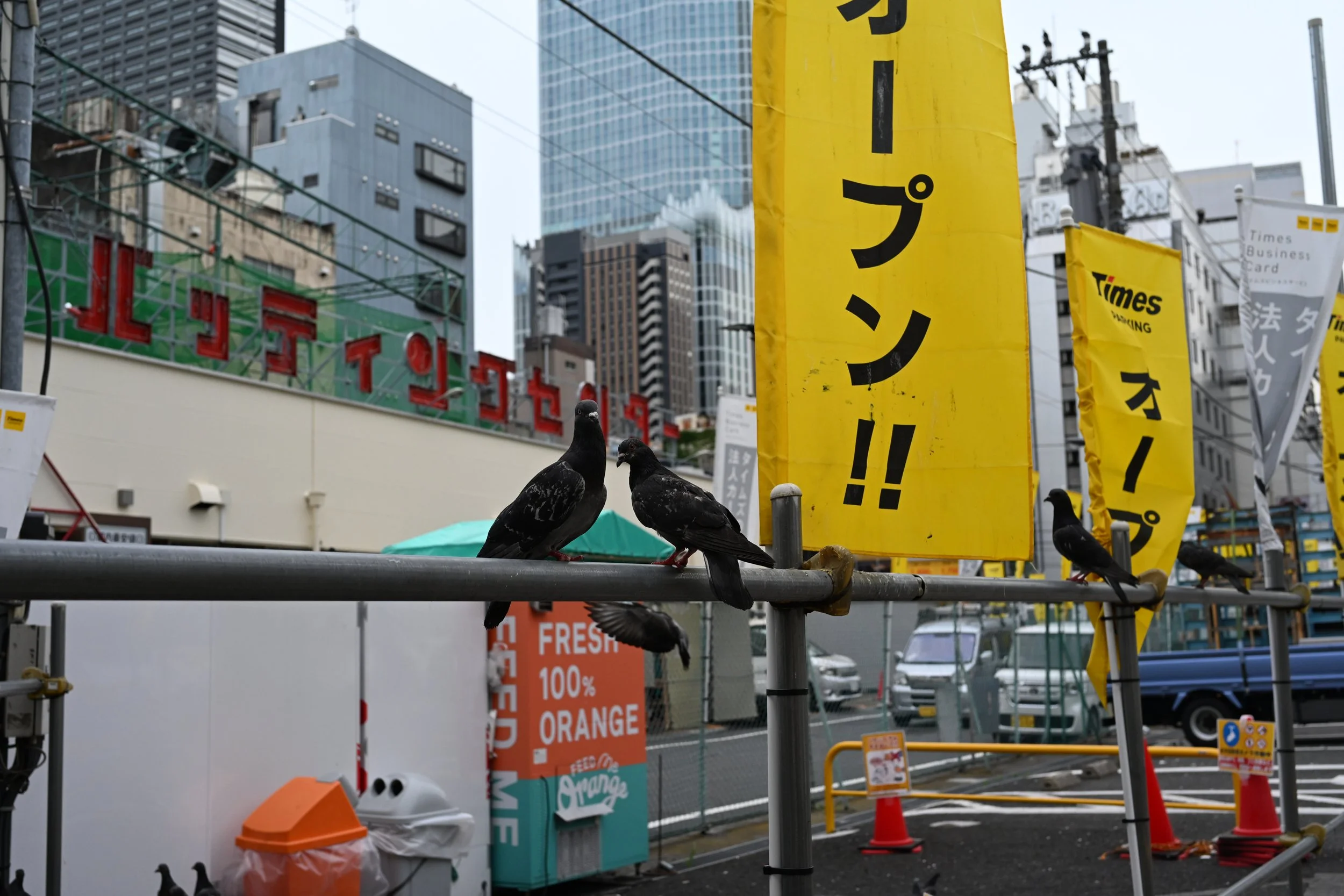 Black pigeons perched on a metal railing in an urban street scene with colorful advertisements and banners, tall buildings, and traffic in the background.