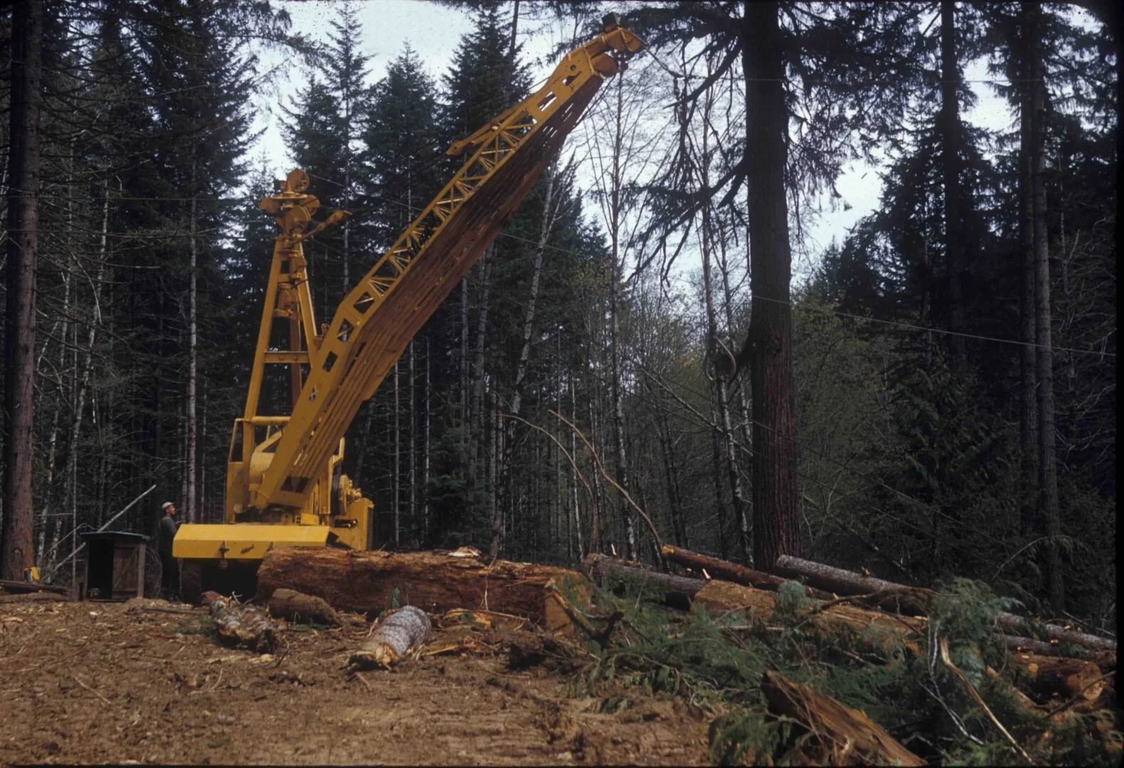 A large crane assists with felling trees on the property that now houses the Rice Museum