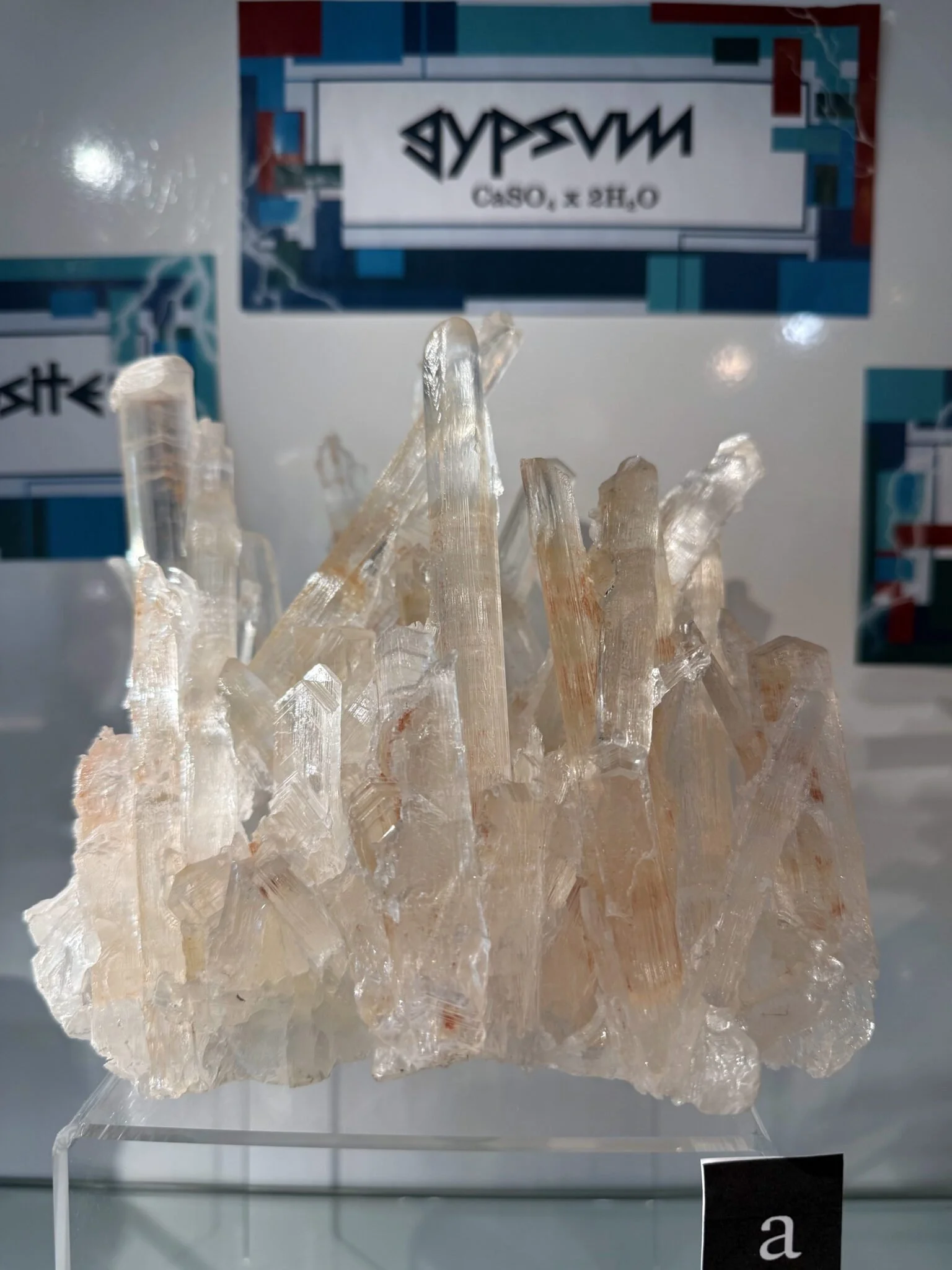 Large translucent gypsum crystal specimen with elongated, blade-like crystals clustered together on a display stand.