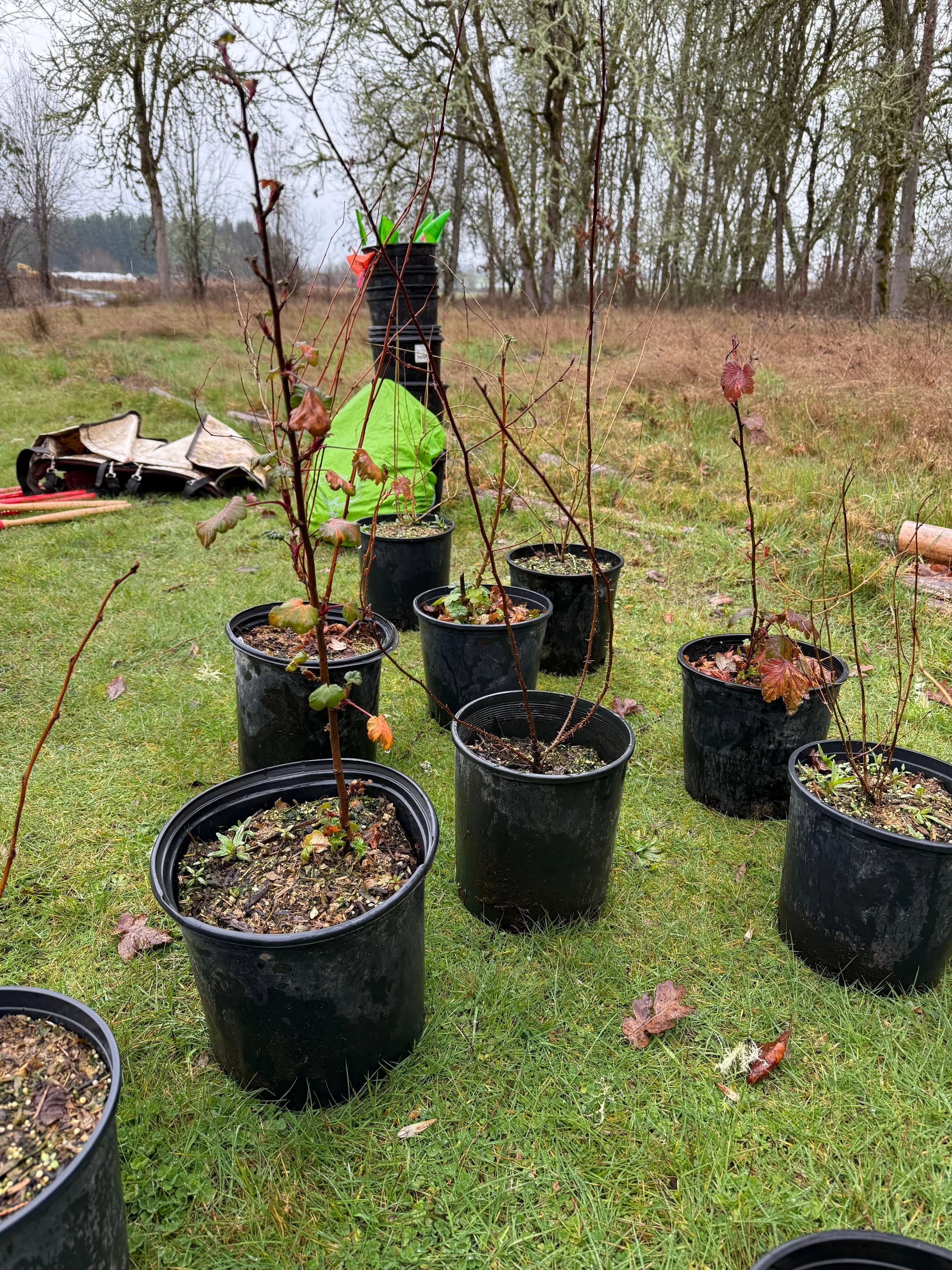 Digging In: Restoring the Museum’s Native Habitat