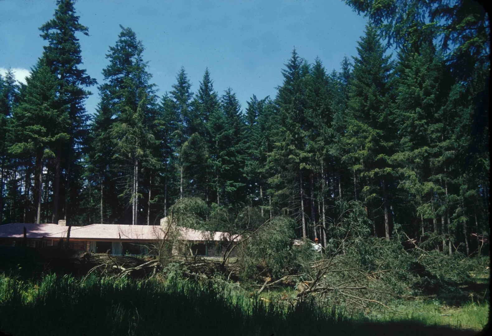 The view of the house from the surrounding forest area, partially obscured by large limbs of the felled fir trees