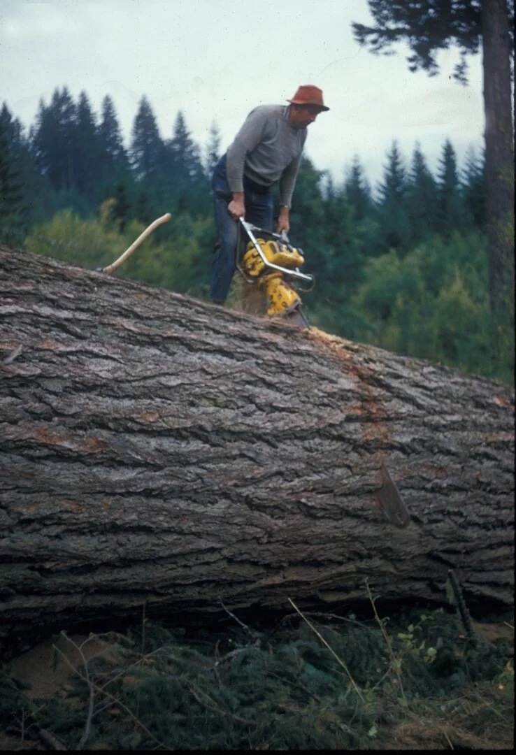 Richard Rice (date of photo unknown) using a large chainsaw to cut into a tree trunk that appears to be more than 5 feet across