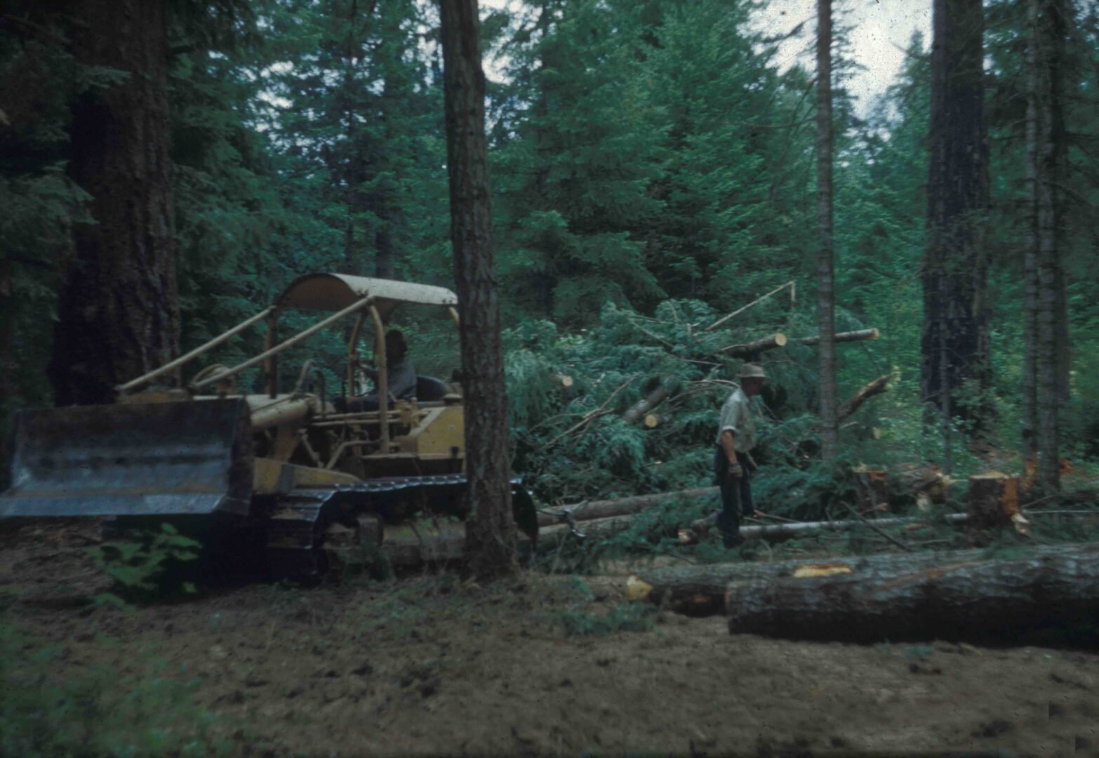 Large equipment starts clearing trees for the new home in 1951
