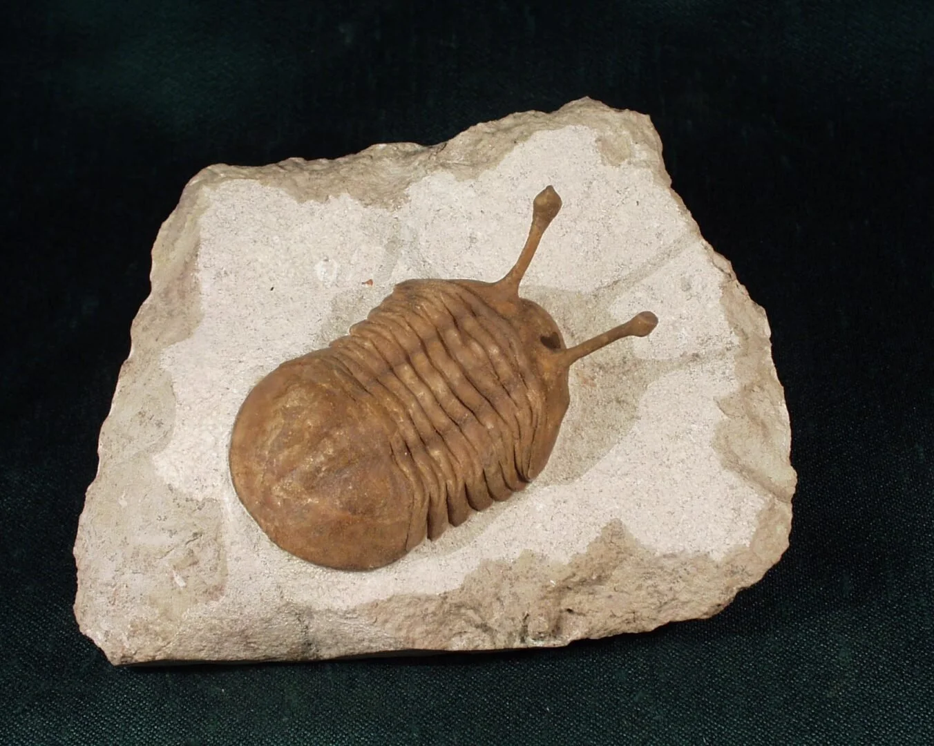 Fossilized trilobite preserved in light-colored rock, showing a segmented body and extended eye stalks.