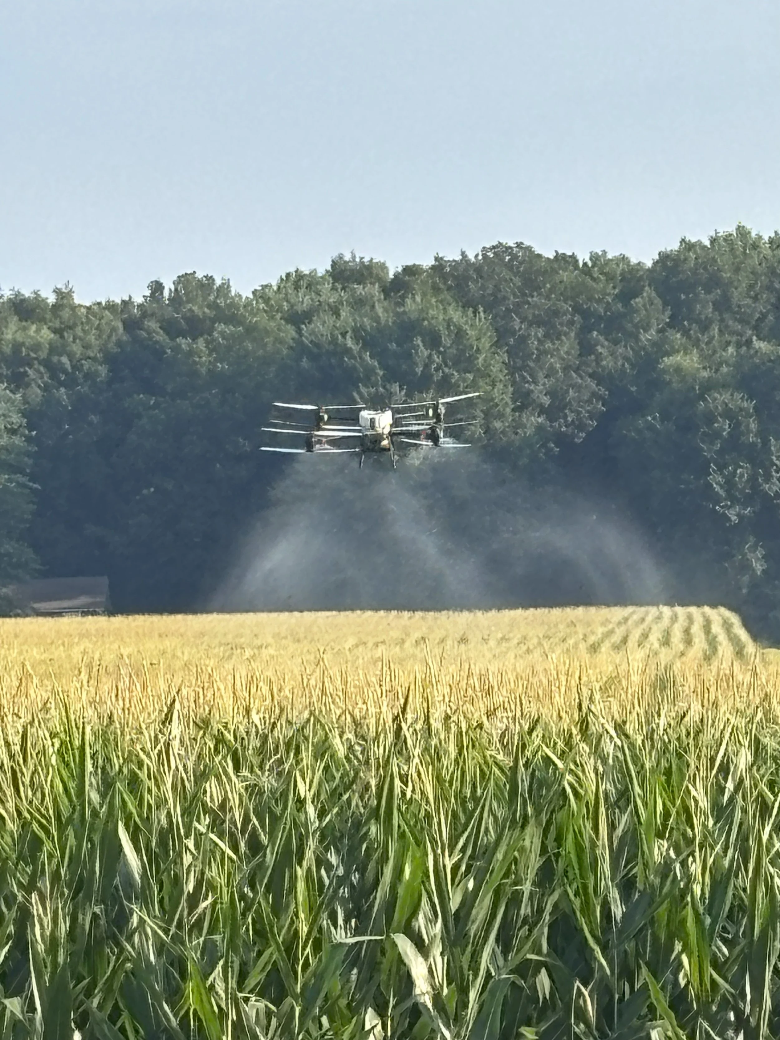 A drone spraying pesticides or fertilizer over a green cornfield with trees in the background.
