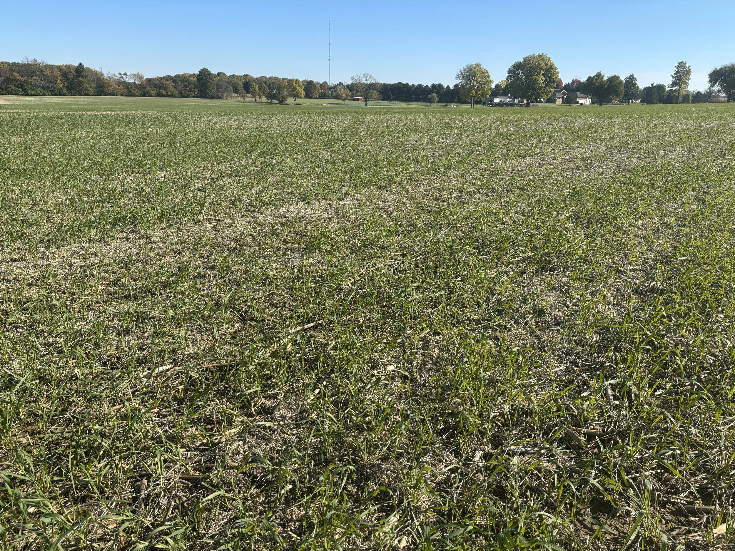 A vast open field with short green grass, some patches of bare soil, under a clear blue sky. In the background, there are trees, buildings, and a tall communication tower.