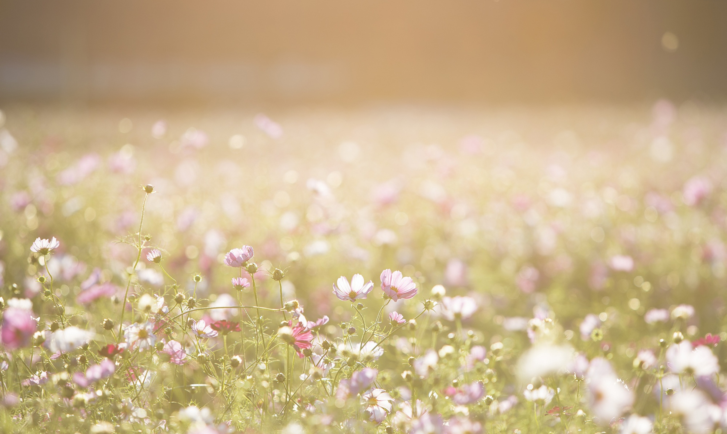 A field of pink and white wildflowers bathed in sunlight with a soft bokeh background.