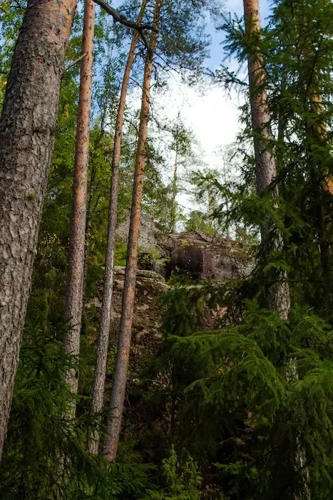 Trees in a forest in front of a small, dirt cliff.
