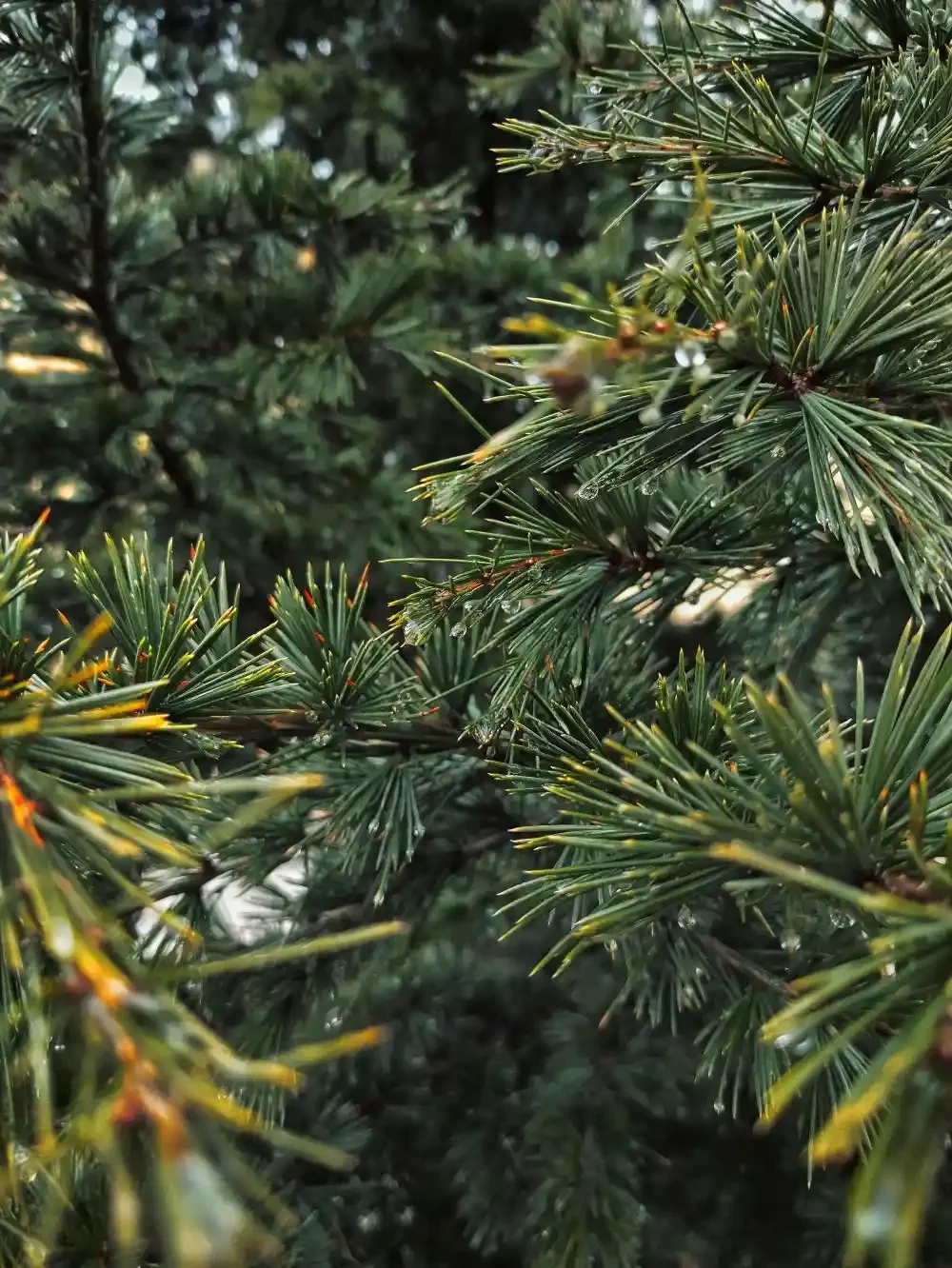 A close up of the pines in a pine tree.