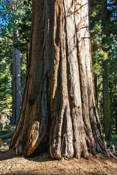 A tall, large tree trunk.