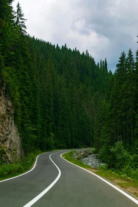 Cement road winding through green trees.