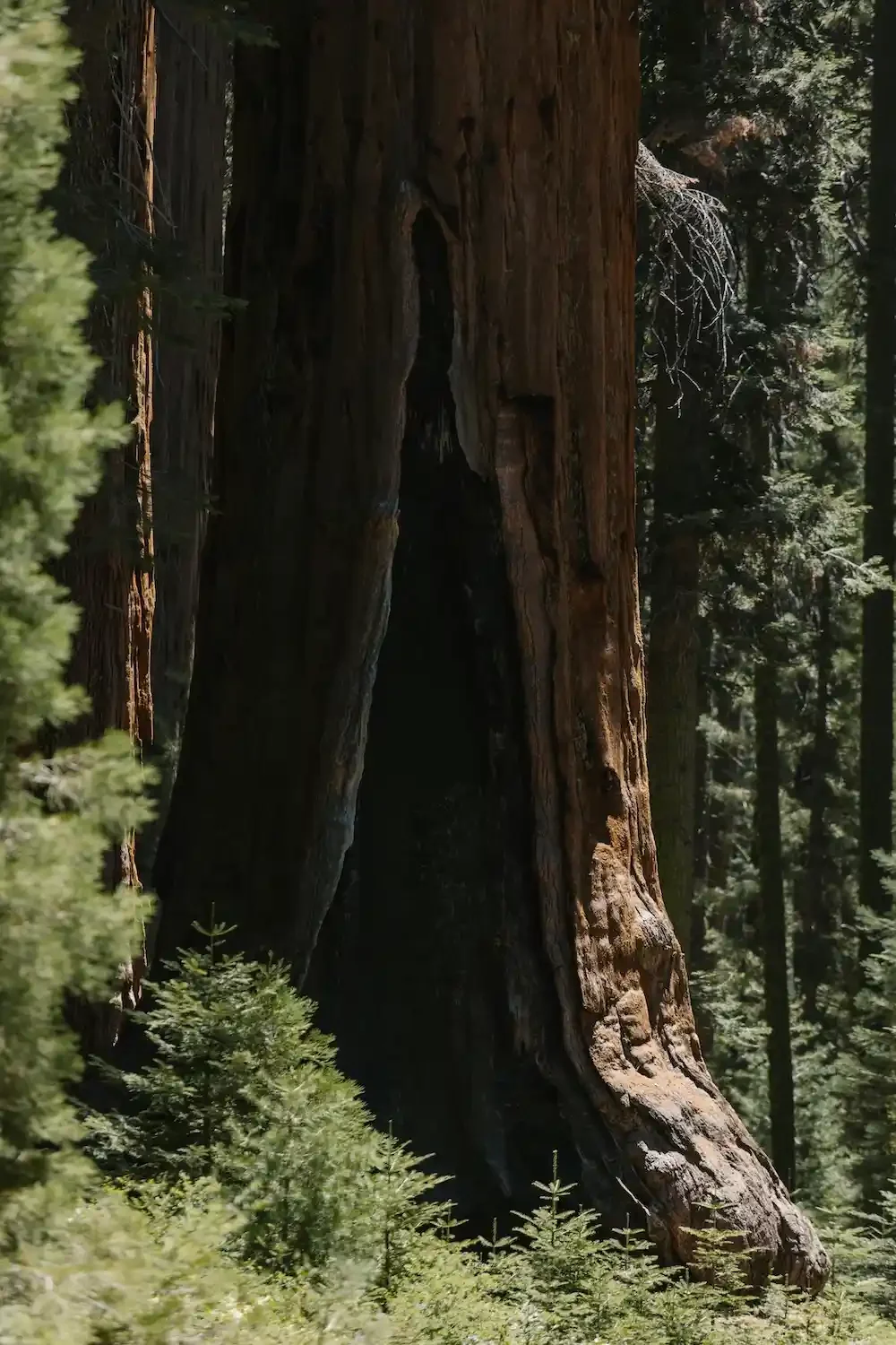 A close-up of a redwood stump.