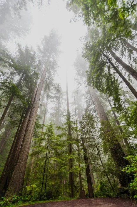 Redwood trees from below, fading into the sky.