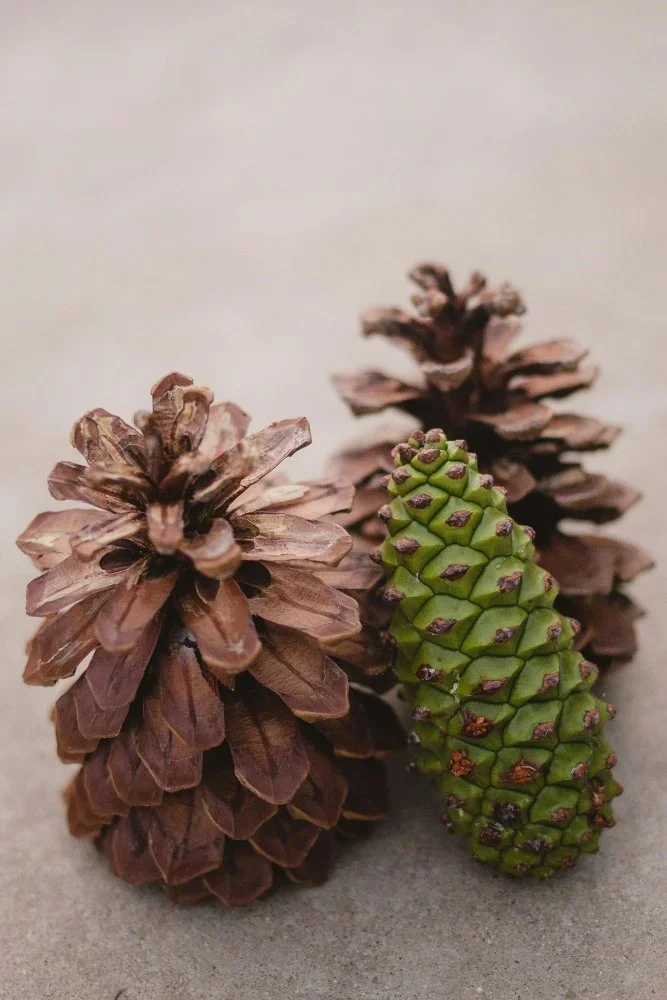 Three pine cones leaning against each other.