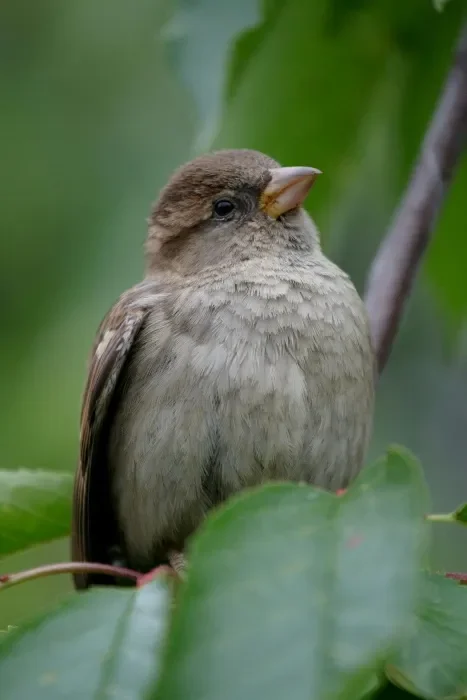 A small bird in a leafy plant.